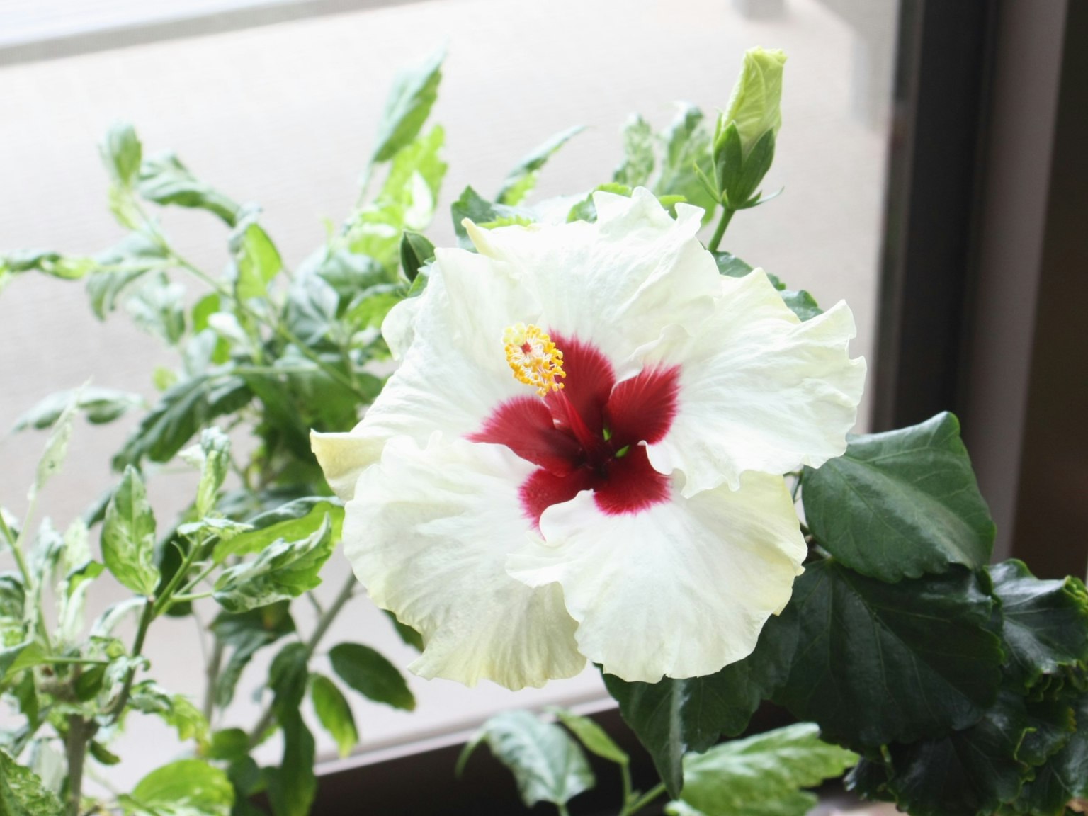 Bunga hibiscus putih dengan pusat merah dikelilingi daun hijau di dekat jendela