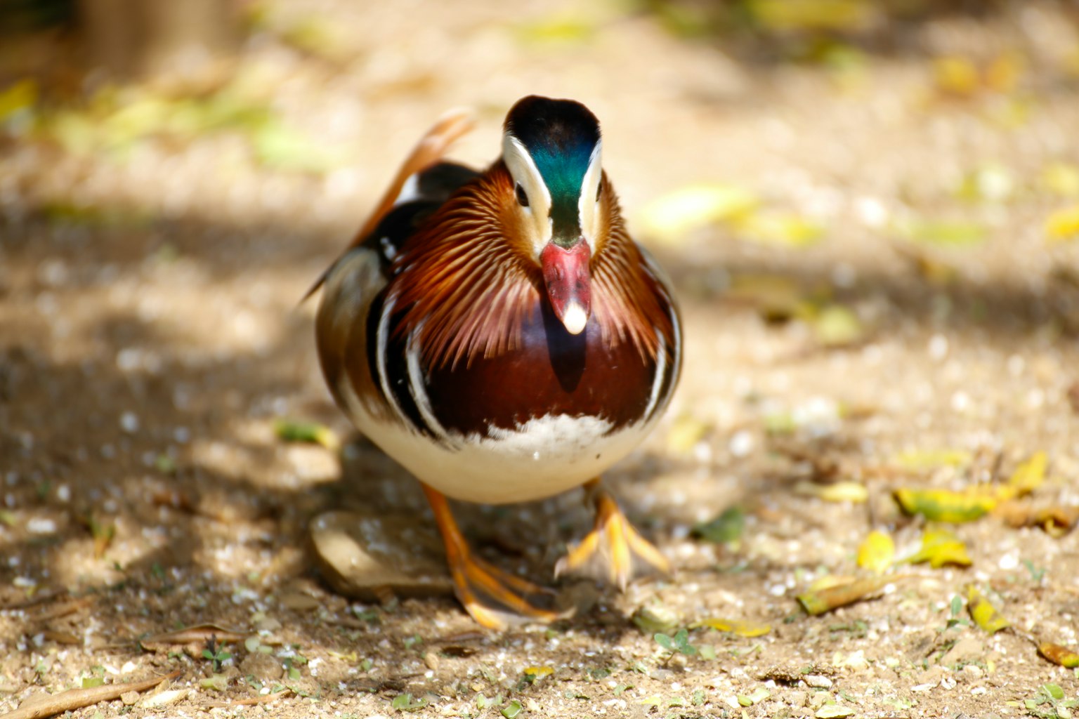 Seekor bebek mandarin berjalan di tanah menampilkan bulu yang cerah