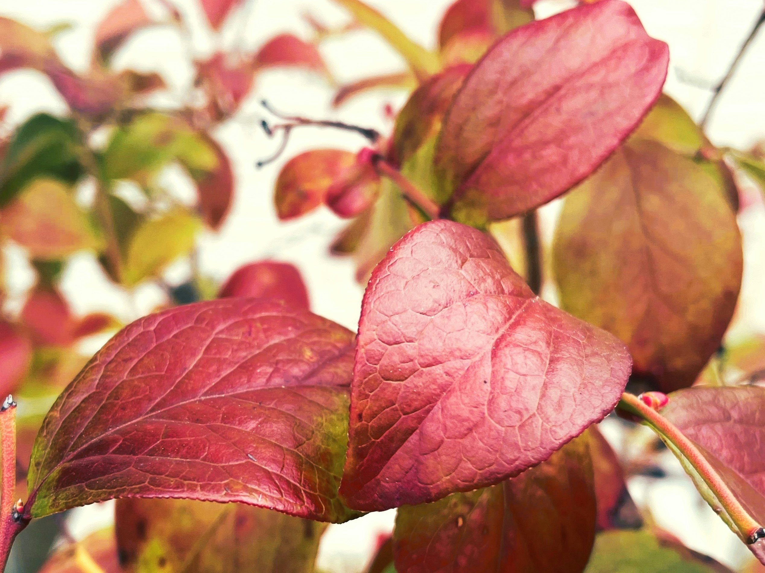 赤い秋色の葉が重なる紅葉のクローズアップ