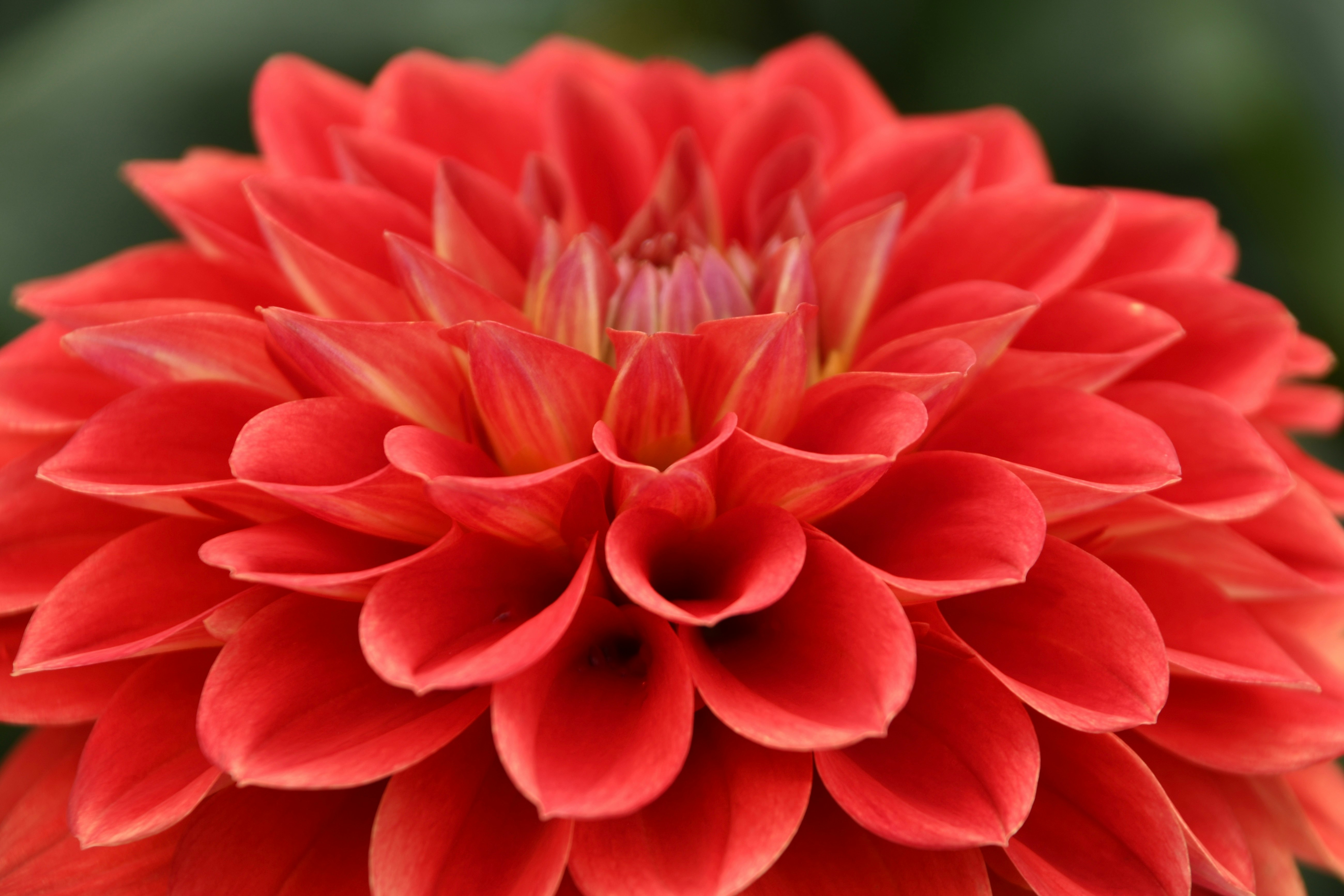 赤いダリアの花びらが重なるクローズアップ