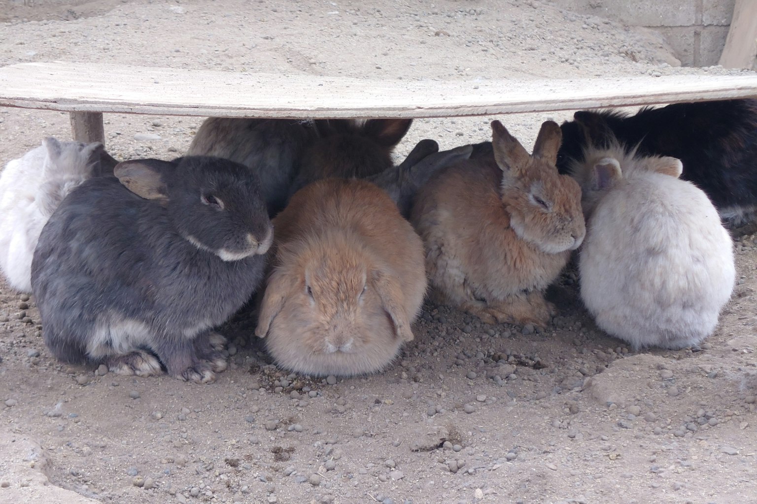 Eine Gruppe von Kaninchen, die sich unter einem Schutzdach zusammenkauern
