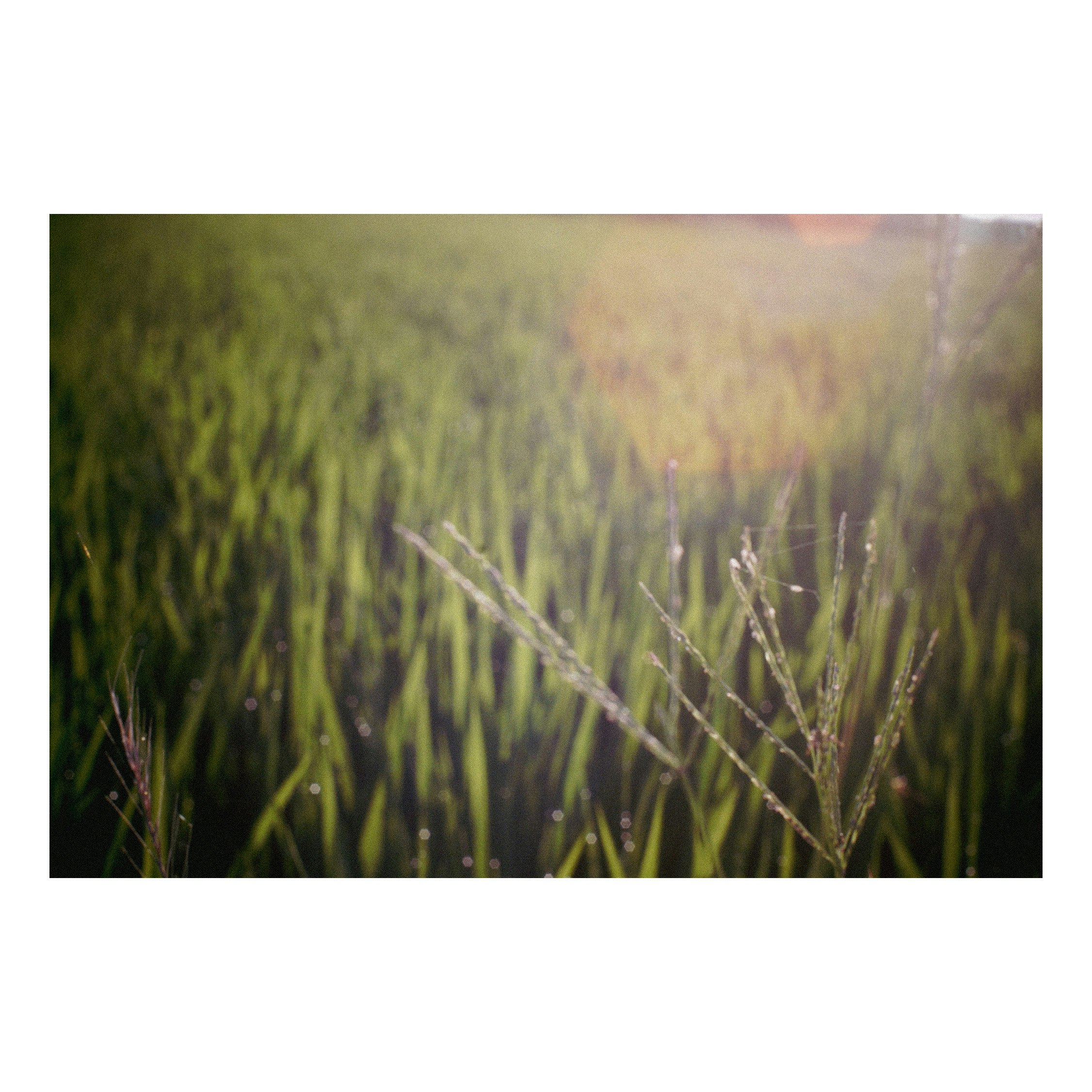 朝日に照らされる草むらの穂先