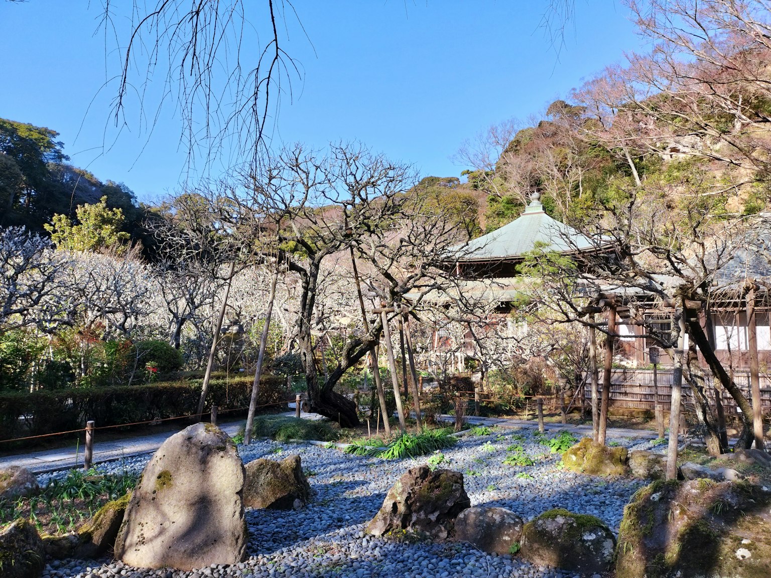 ทิวทัศน์สวนญี่ปุ่นที่เงียบสงบ พร้อมต้นบ๊วยที่บานและหินที่จัดเรียง