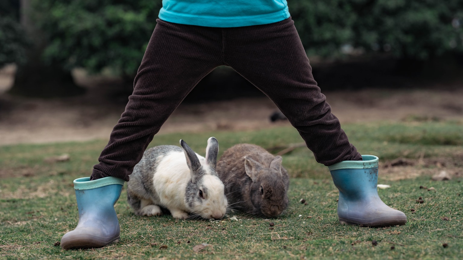 Kind in blauen Gummistiefeln steht über zwei Kaninchen auf dem Gras