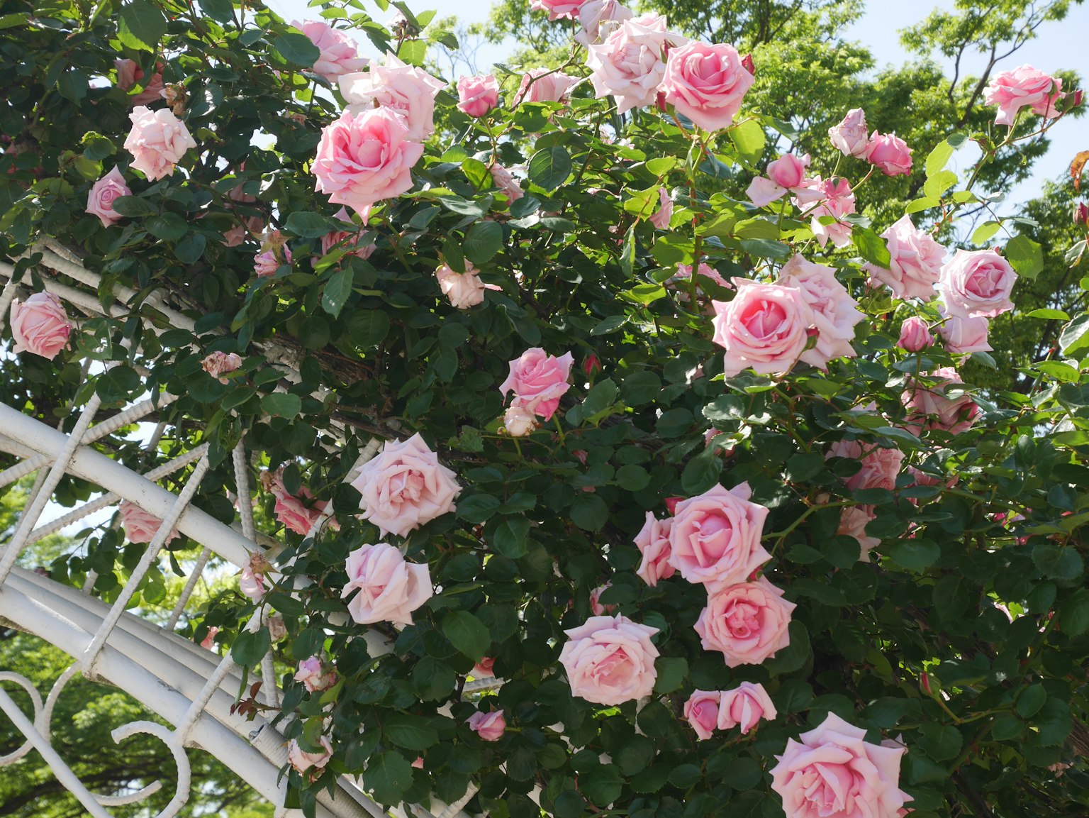 Un'arcata lussureggiante adornata di rose rosa in fiore