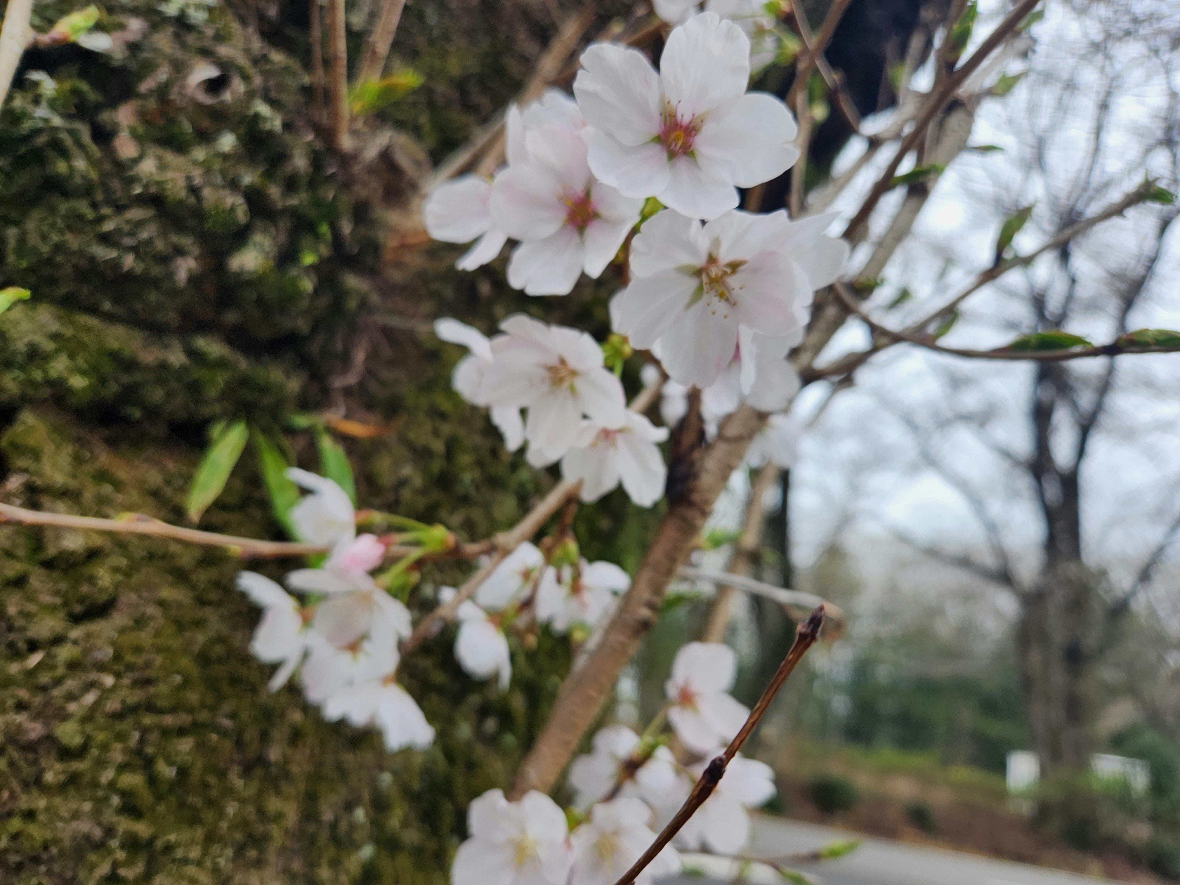 桜の白い花が咲く春の木々の枝先