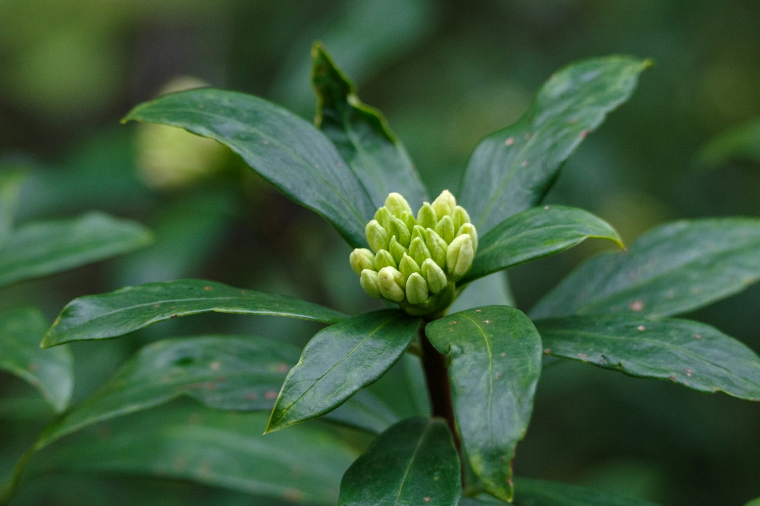 特写镜头显示一株具有绿色叶子和花蕾的植物