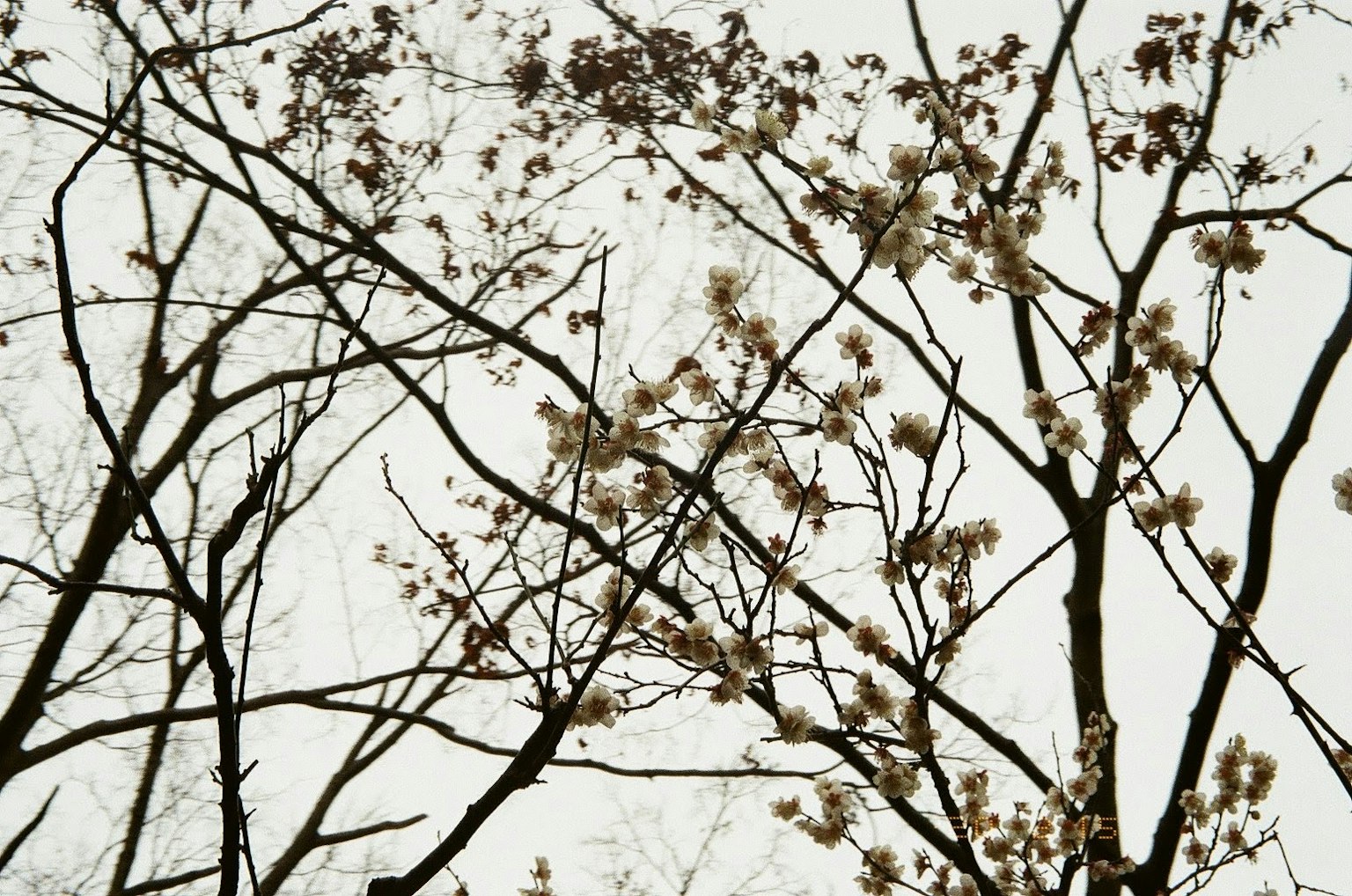 Branches of trees with pale flowers reaching towards the sky