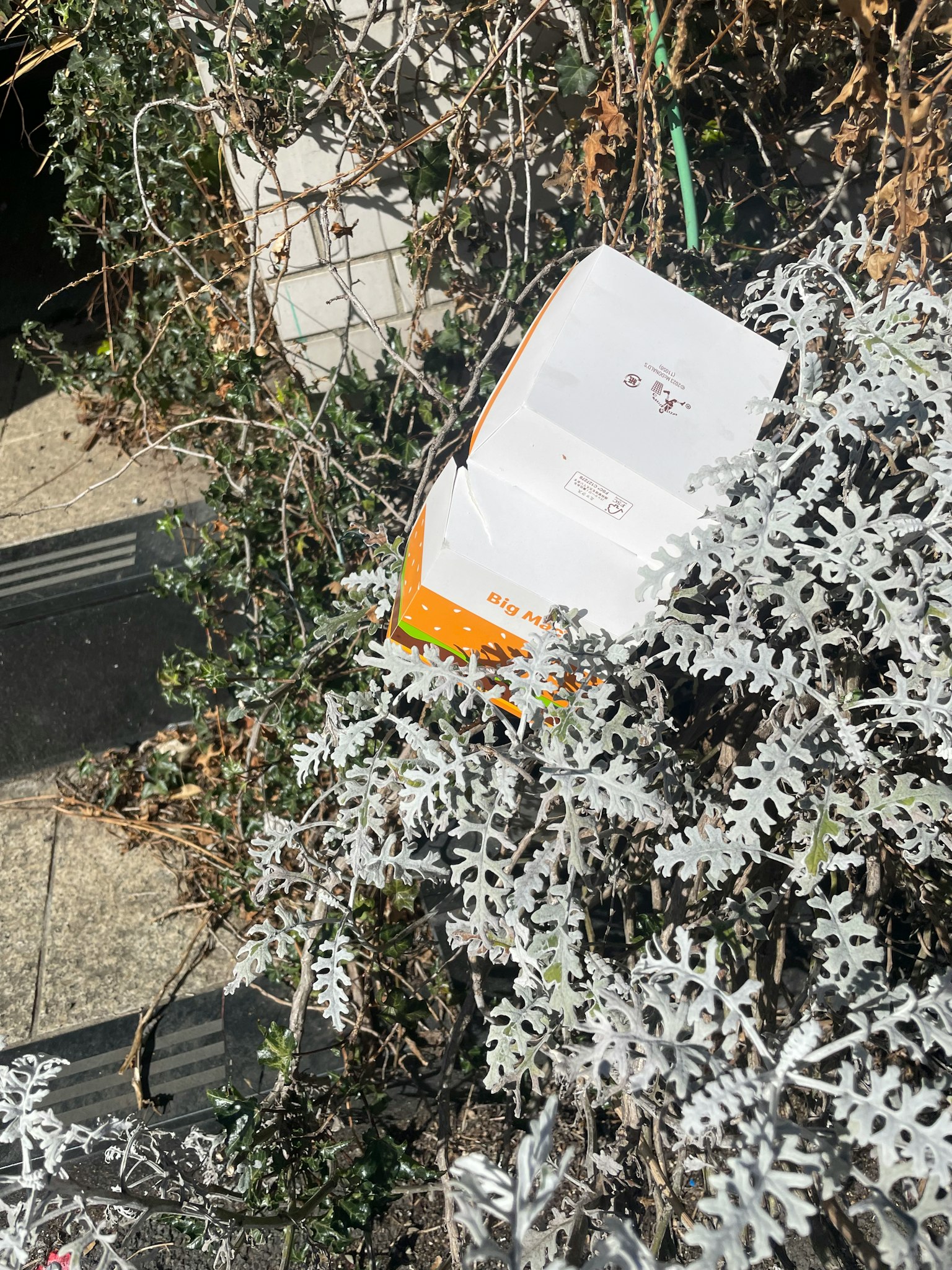 一本白色書籍部分隱藏在銀色葉子中