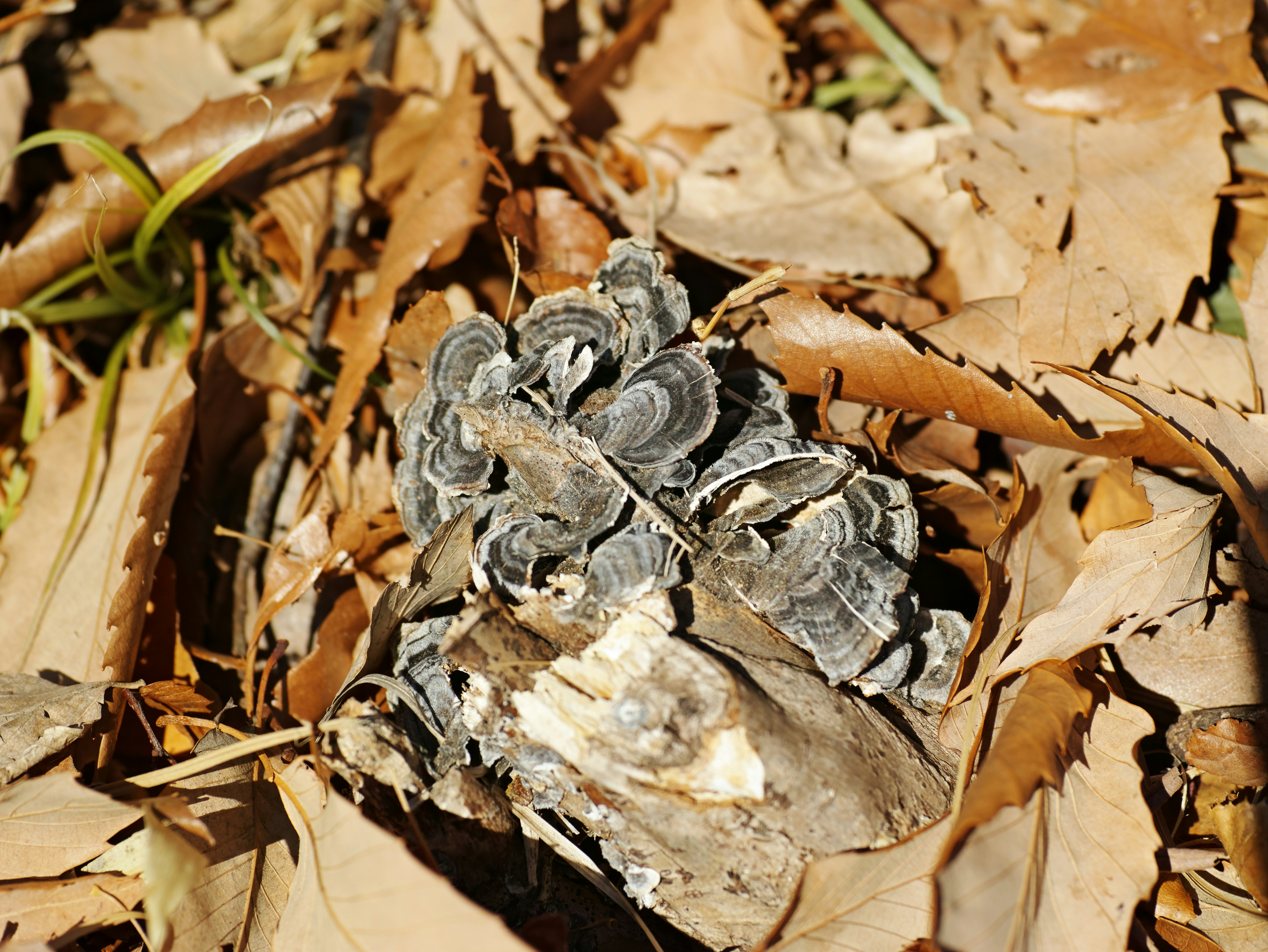 落ち葉の上に咲く枯れた花のようなドライフラワー