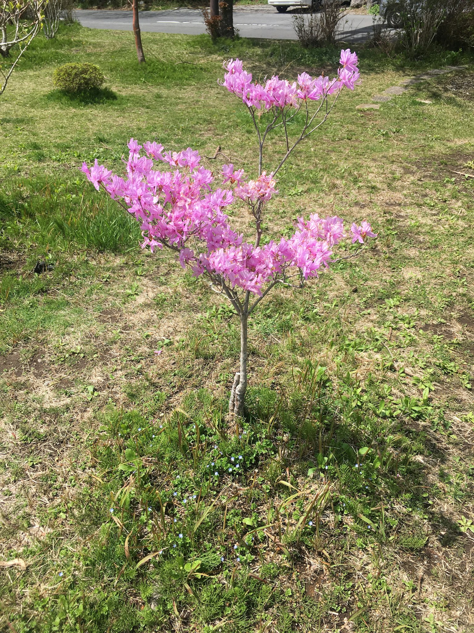 Un petit arbre avec des fleurs roses se tenant dans l'herbe verte