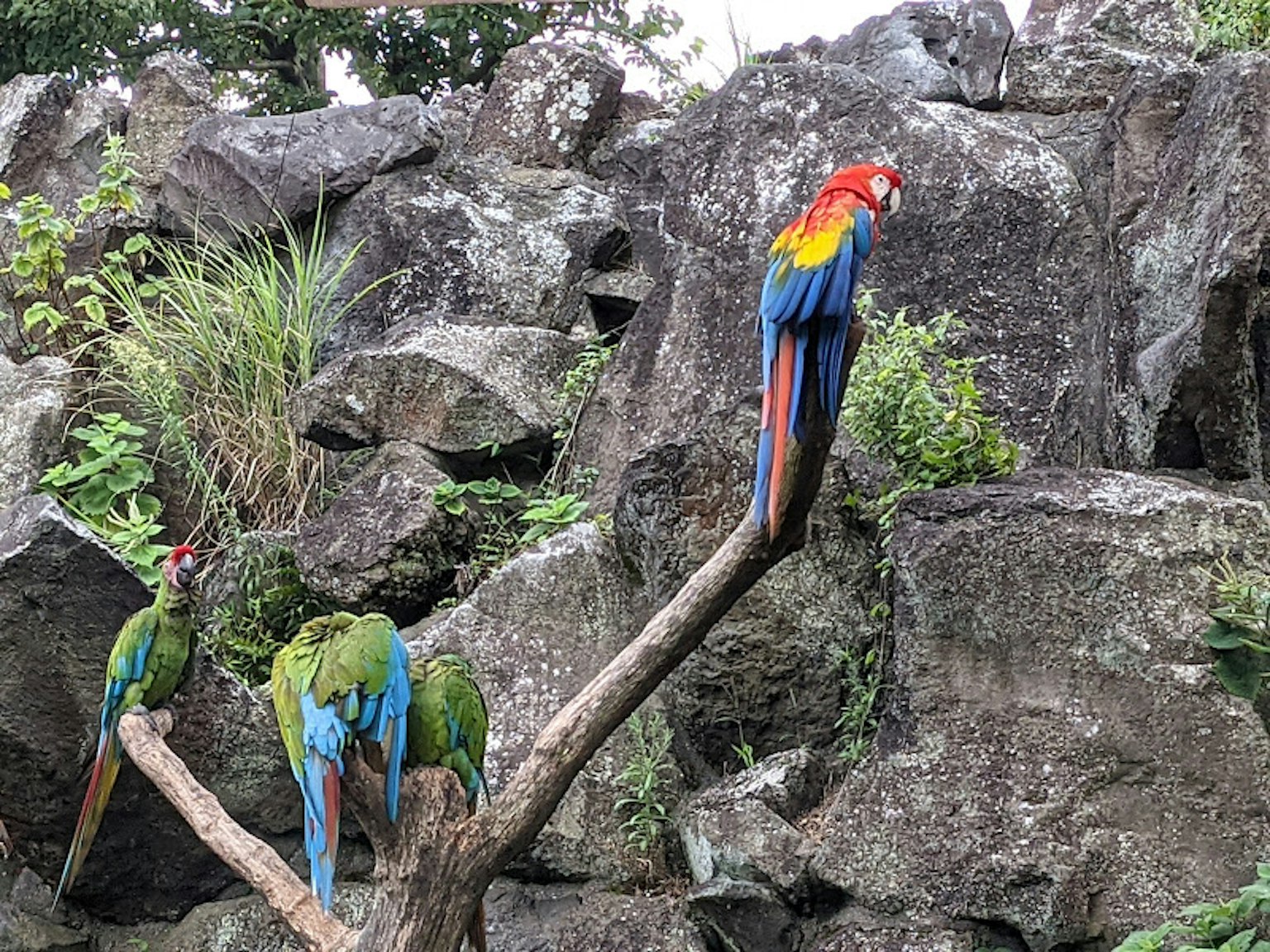 Colorful parrots perched on a branch near rocks