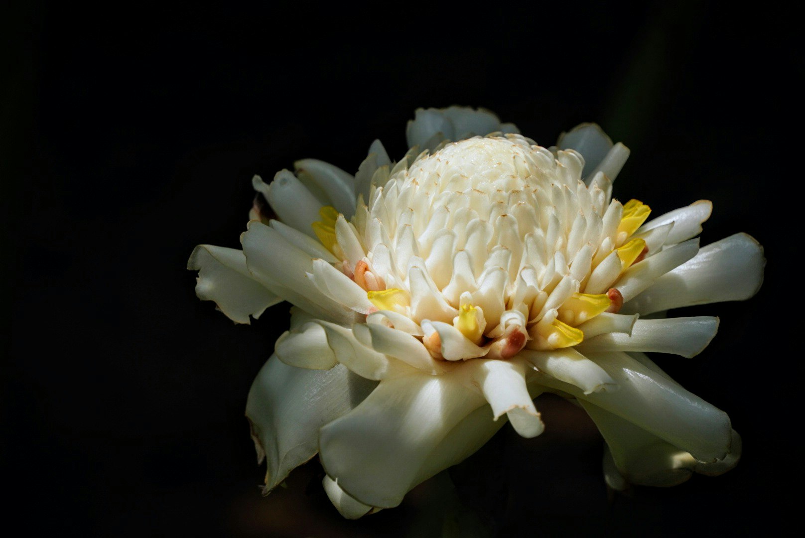 白い花のクローズアップ（京都植物園）