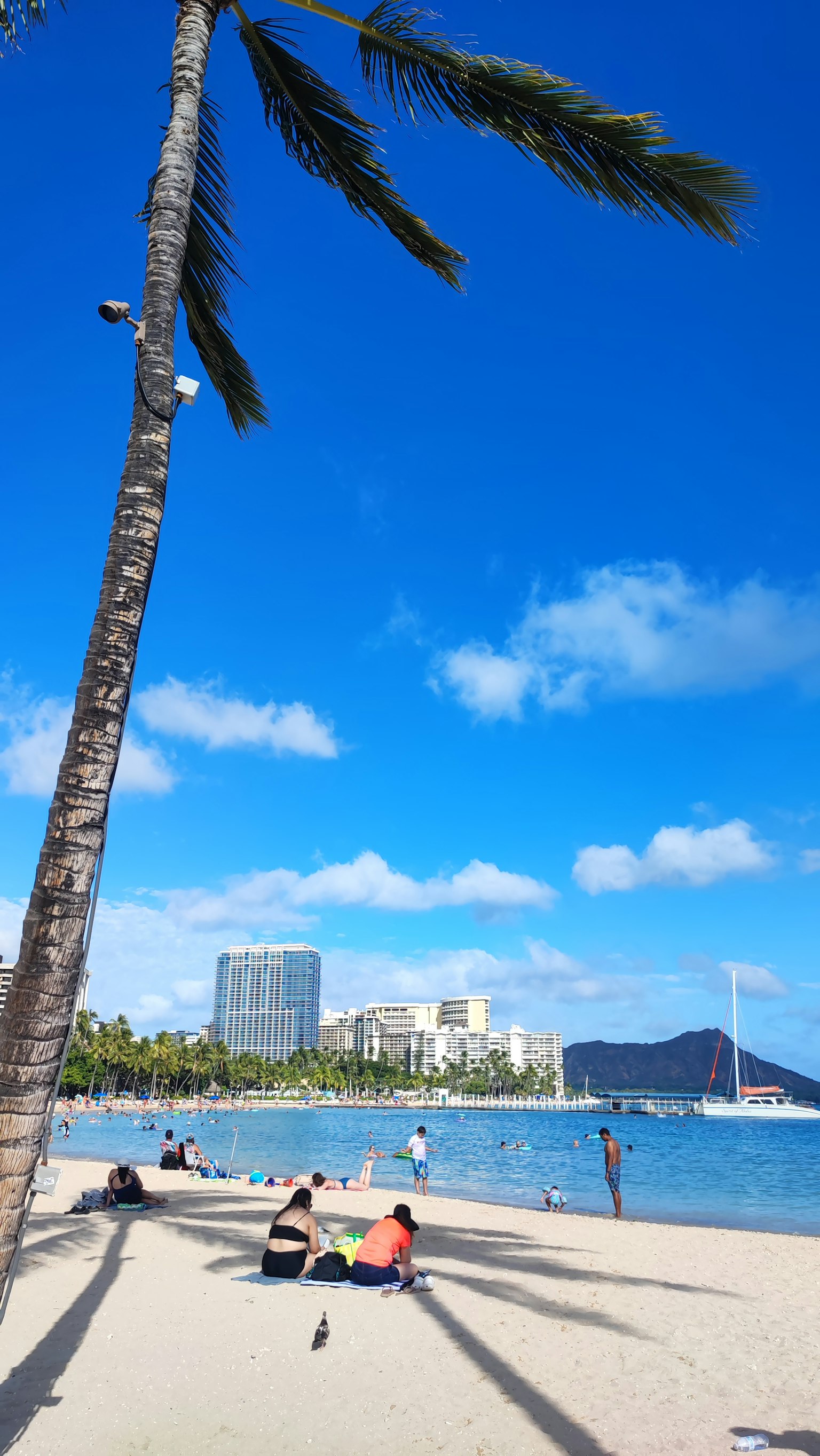 People sitting on the beach under a blue sky with palm trees
