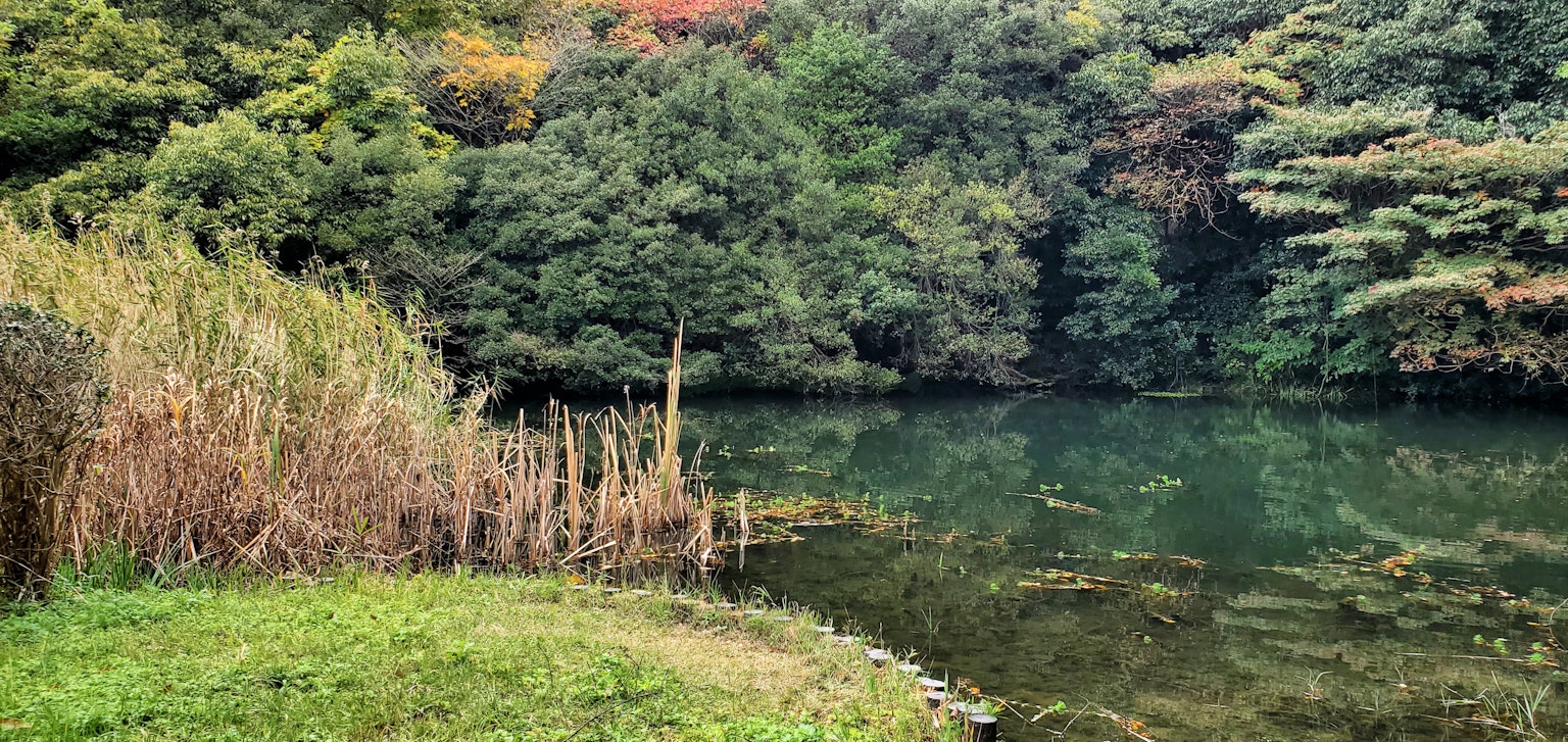 Üppiger grüner Wald umgibt ein ruhiges Gewässer