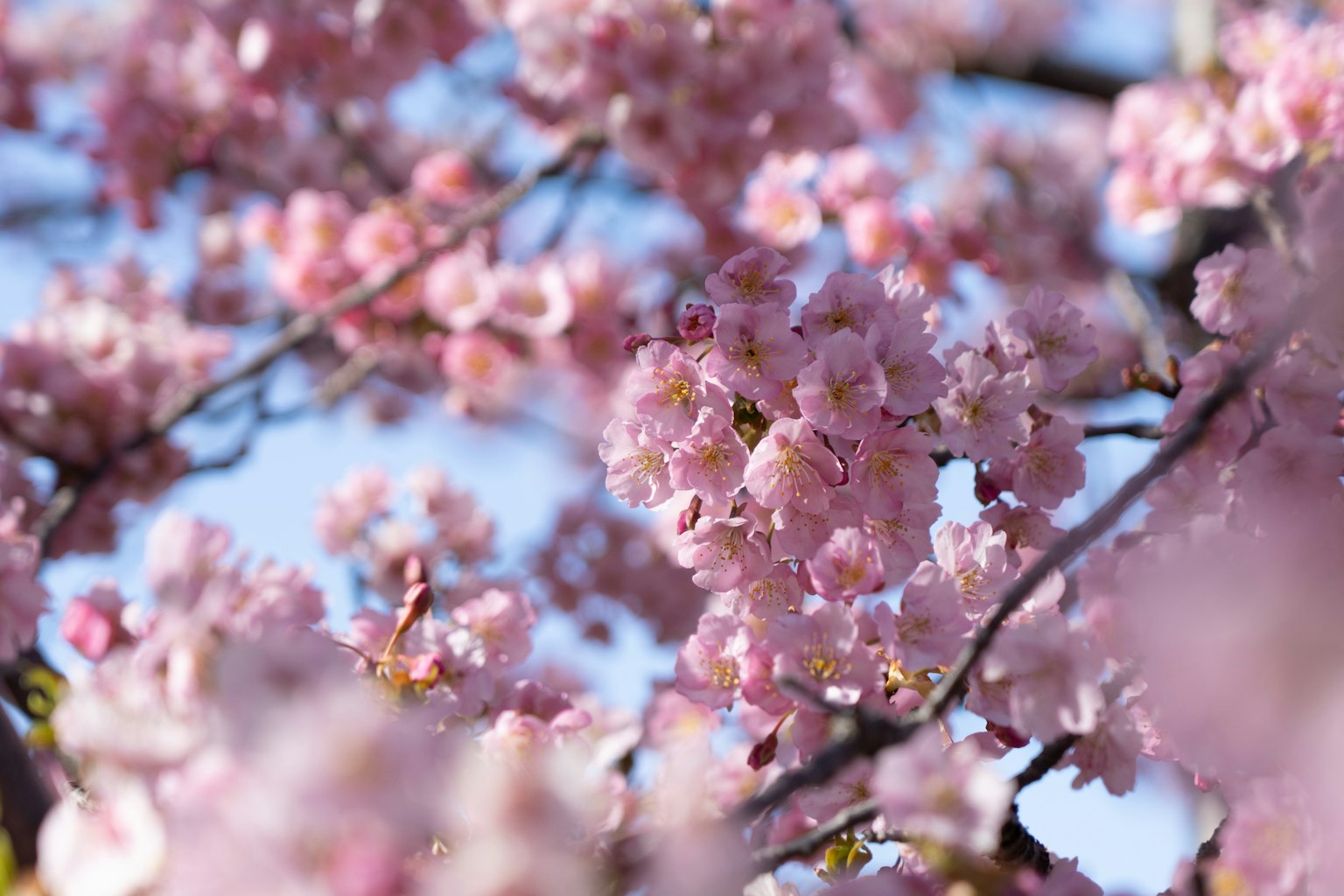 Belle vue des cerisiers en fleurs sur des branches