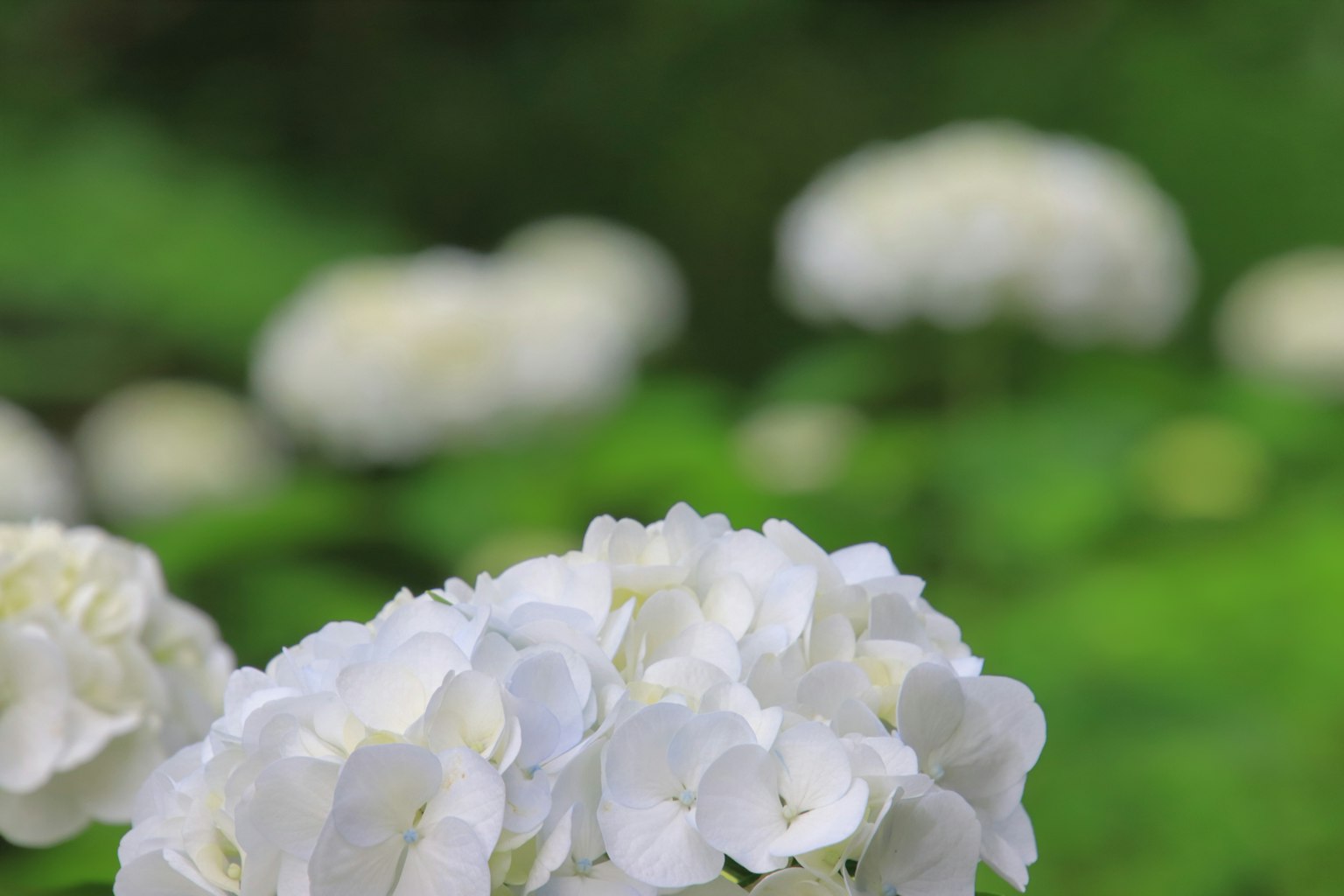 Scène magnifique de fleurs blanches sur fond vert