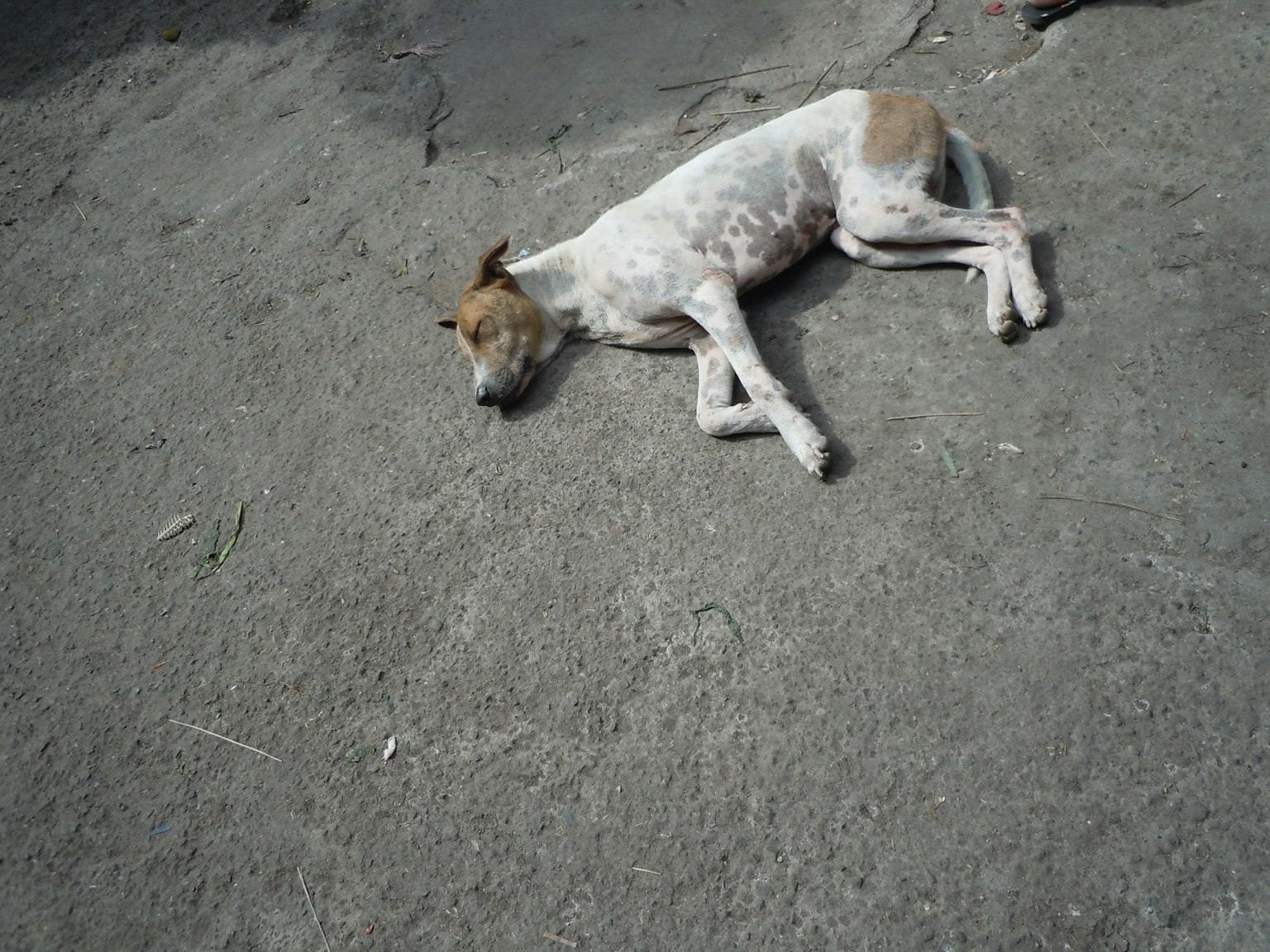 A white and brown dog lying on gray ground