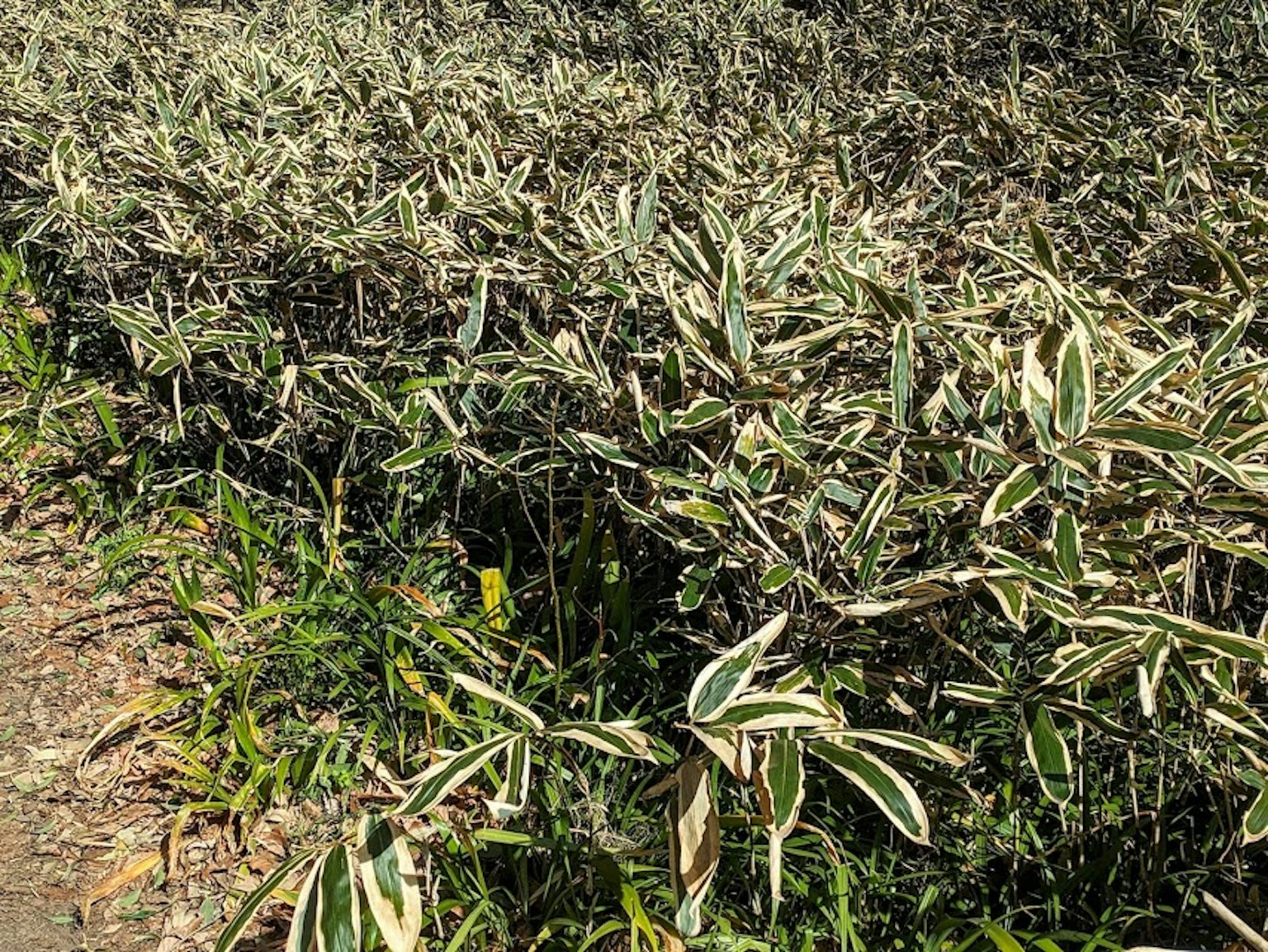 密集的灌木丛，带有绿色和白色条纹的叶子