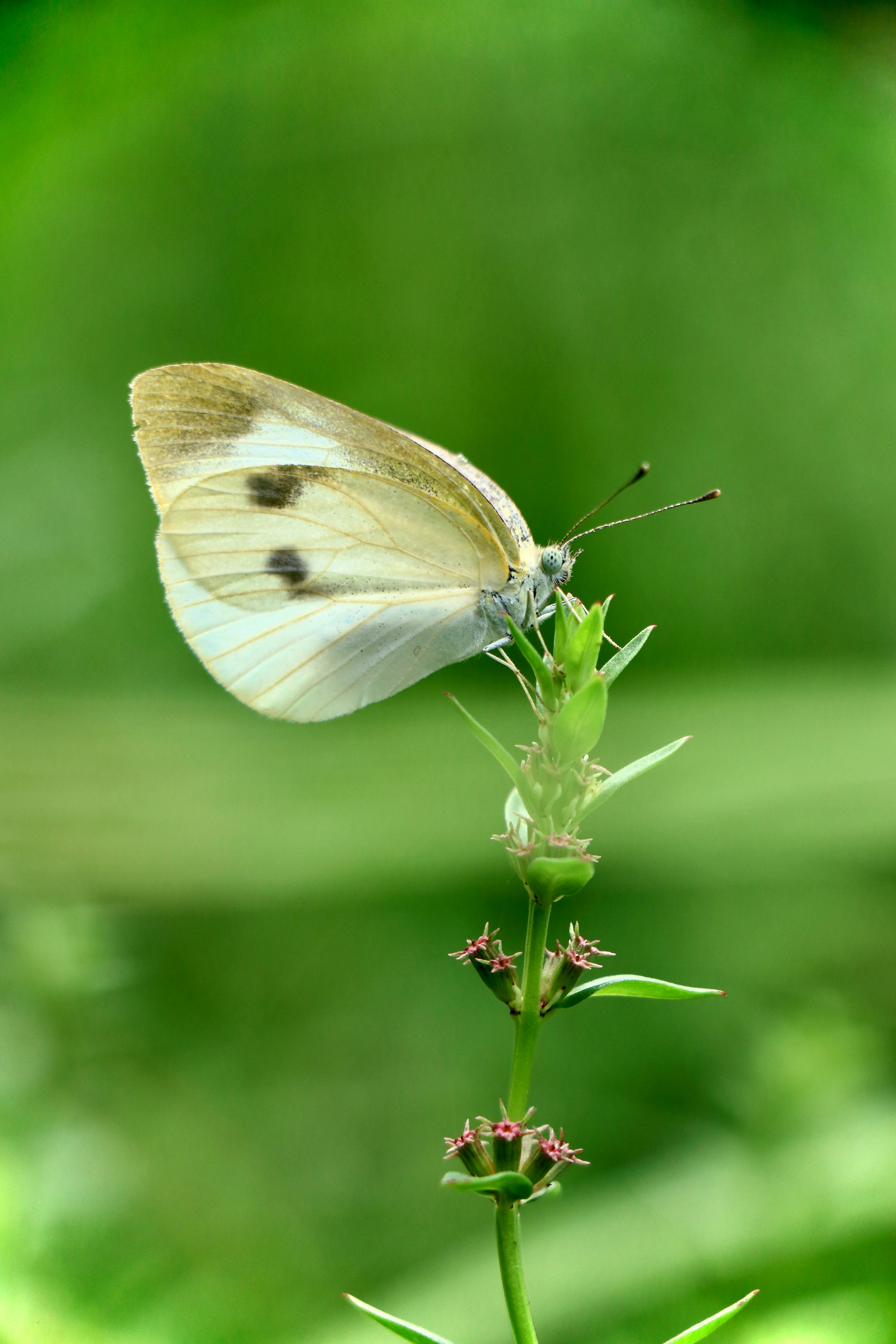 macro image of a white butterfly perched on green wildflowers