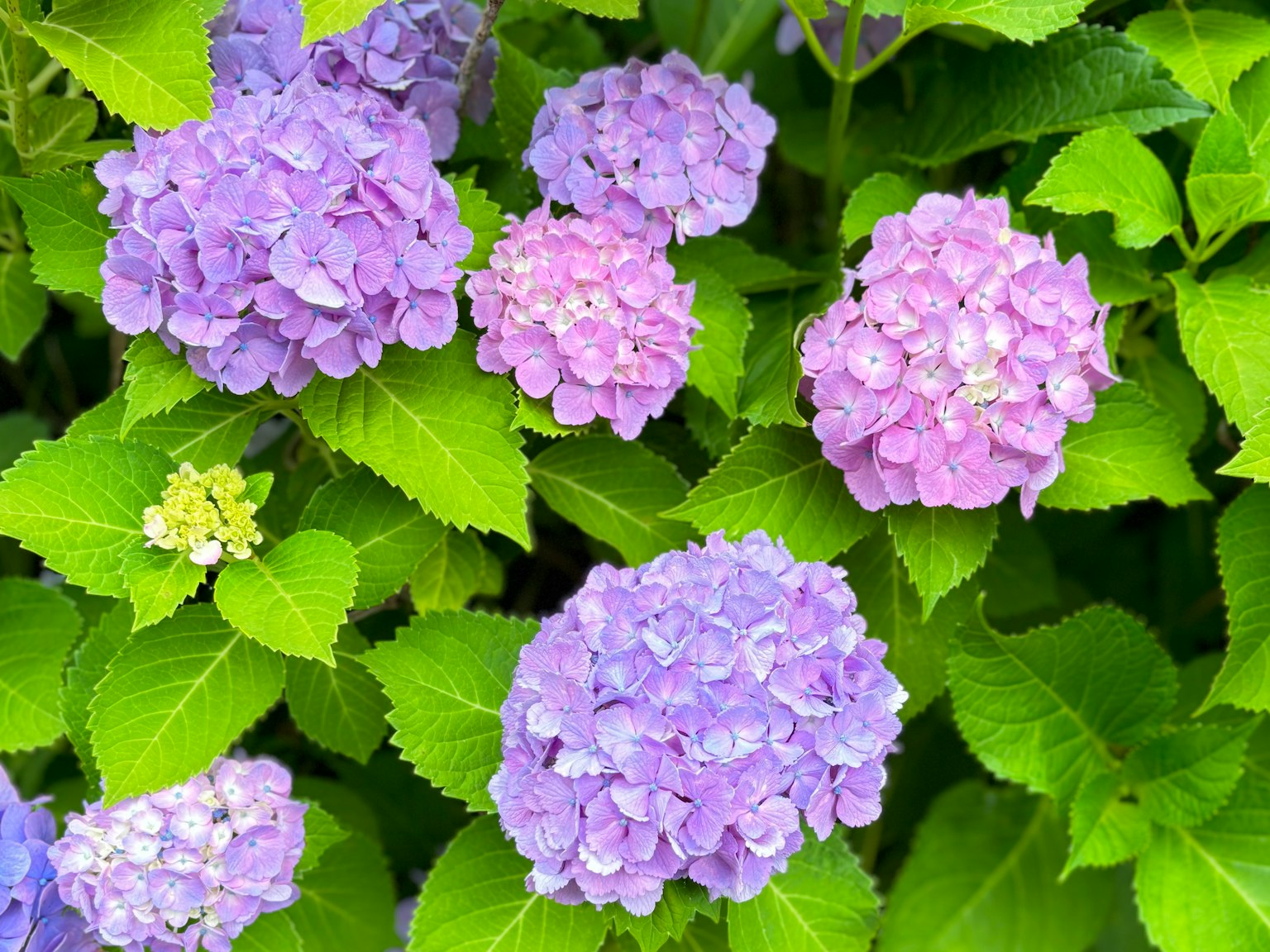 Colorful hydrangea flowers surrounded by green leaves