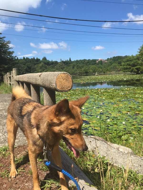 湖畔の散歩道で草むらを見つめる犬