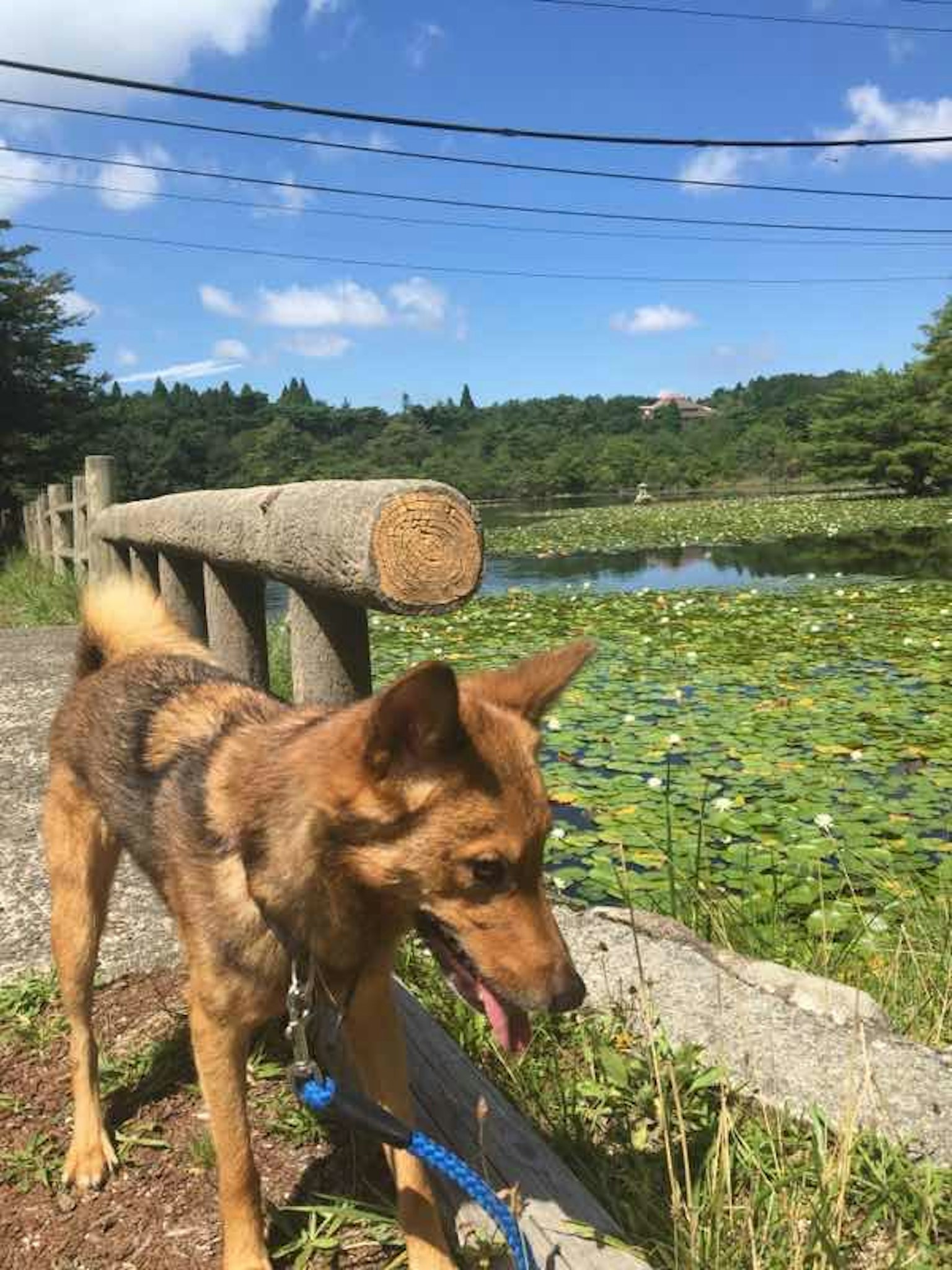 Un cane che gioca vicino a uno stagno circondato da vegetazione