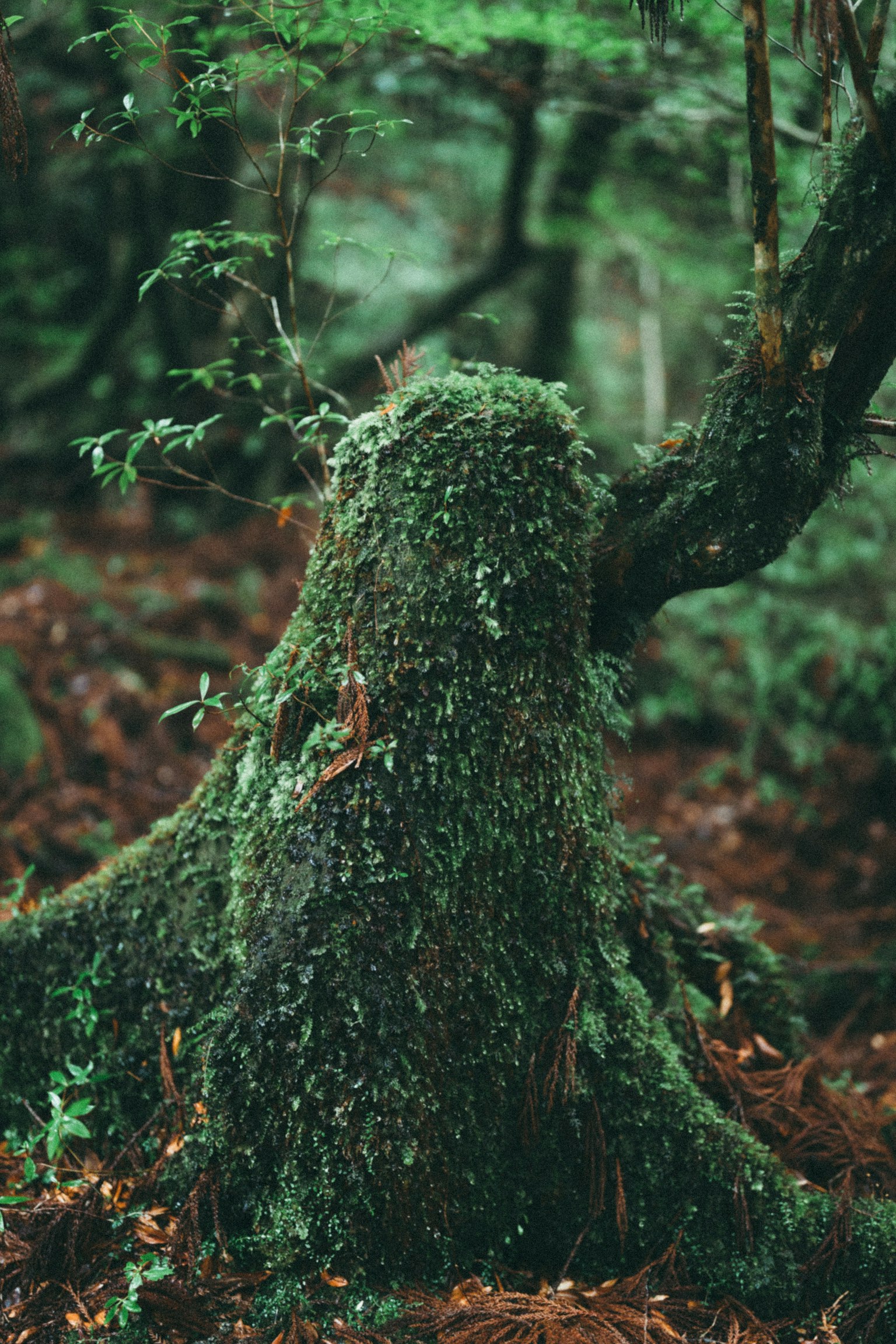 Ceppo d'albero coperto di muschio in una foresta verdeggiante