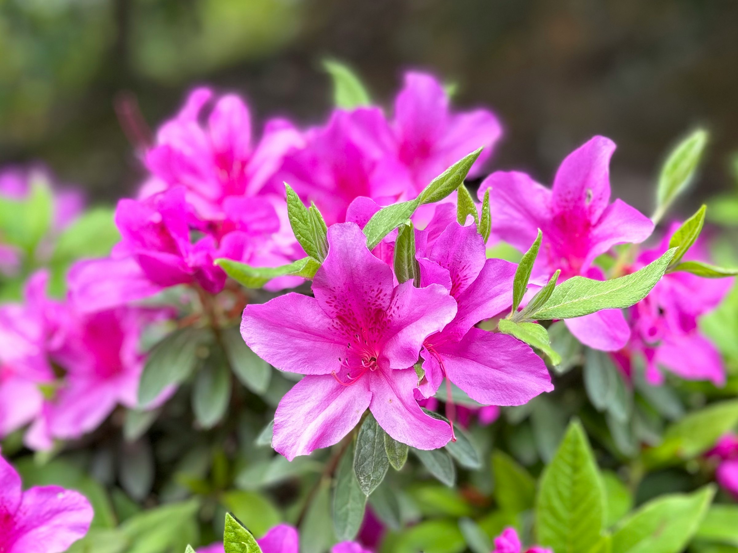 ピンクのツツジが咲く花のクローズアップ