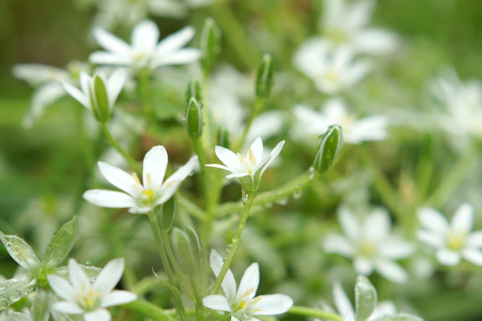 Nahaufnahme von kleinen weißen Blumen vor grünem Hintergrund