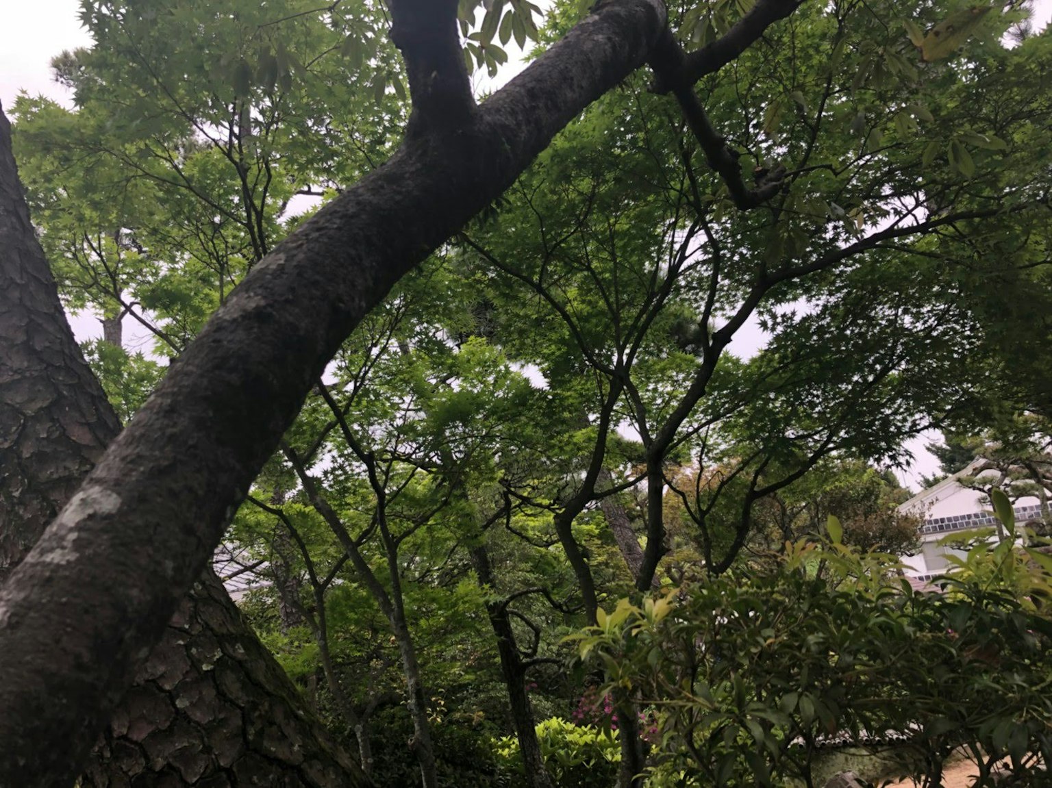 弯曲的树干在郁郁葱葱的绿叶中