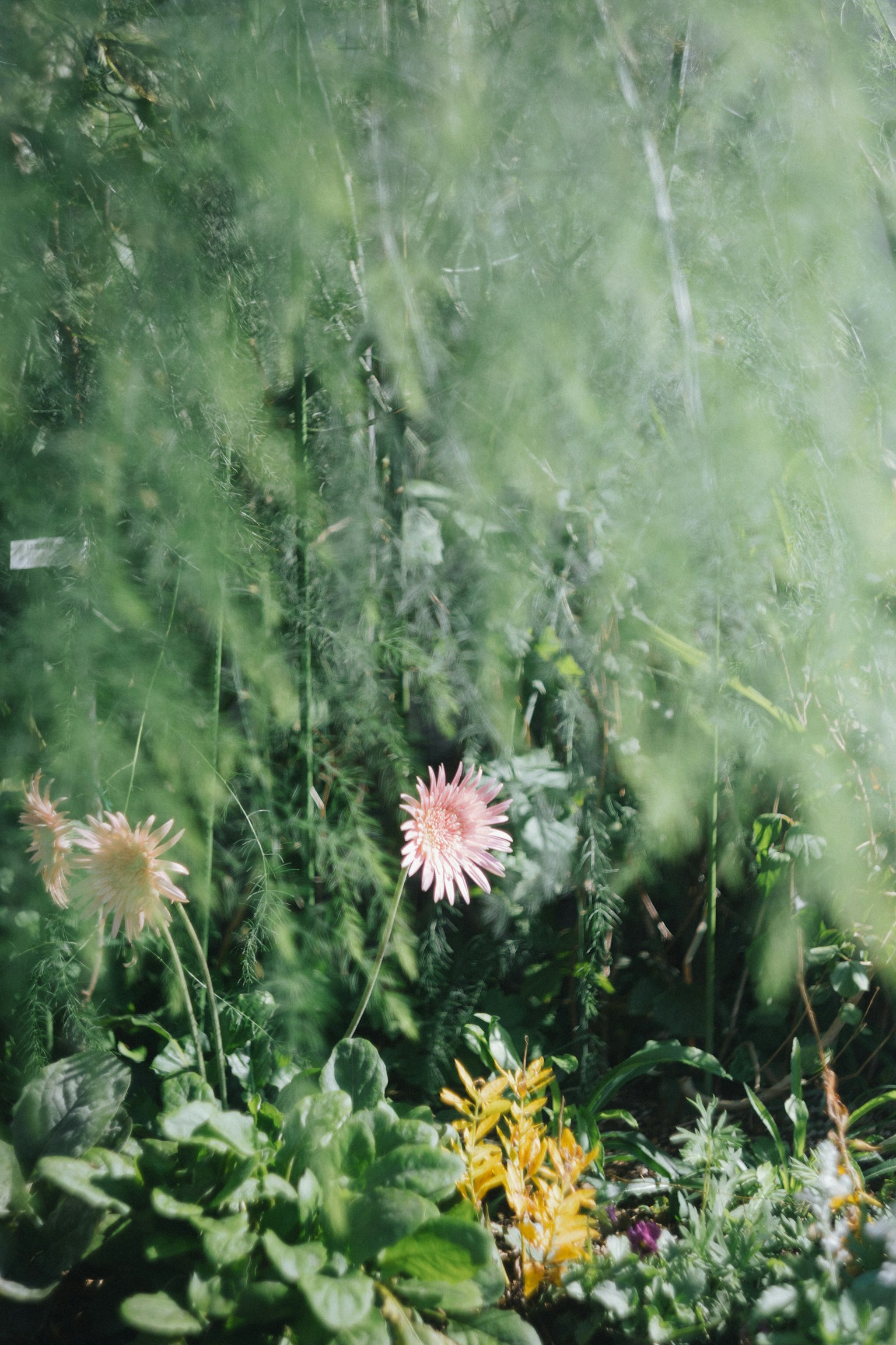 緑の背景にピンクの花と黄色の花が見える庭の風景