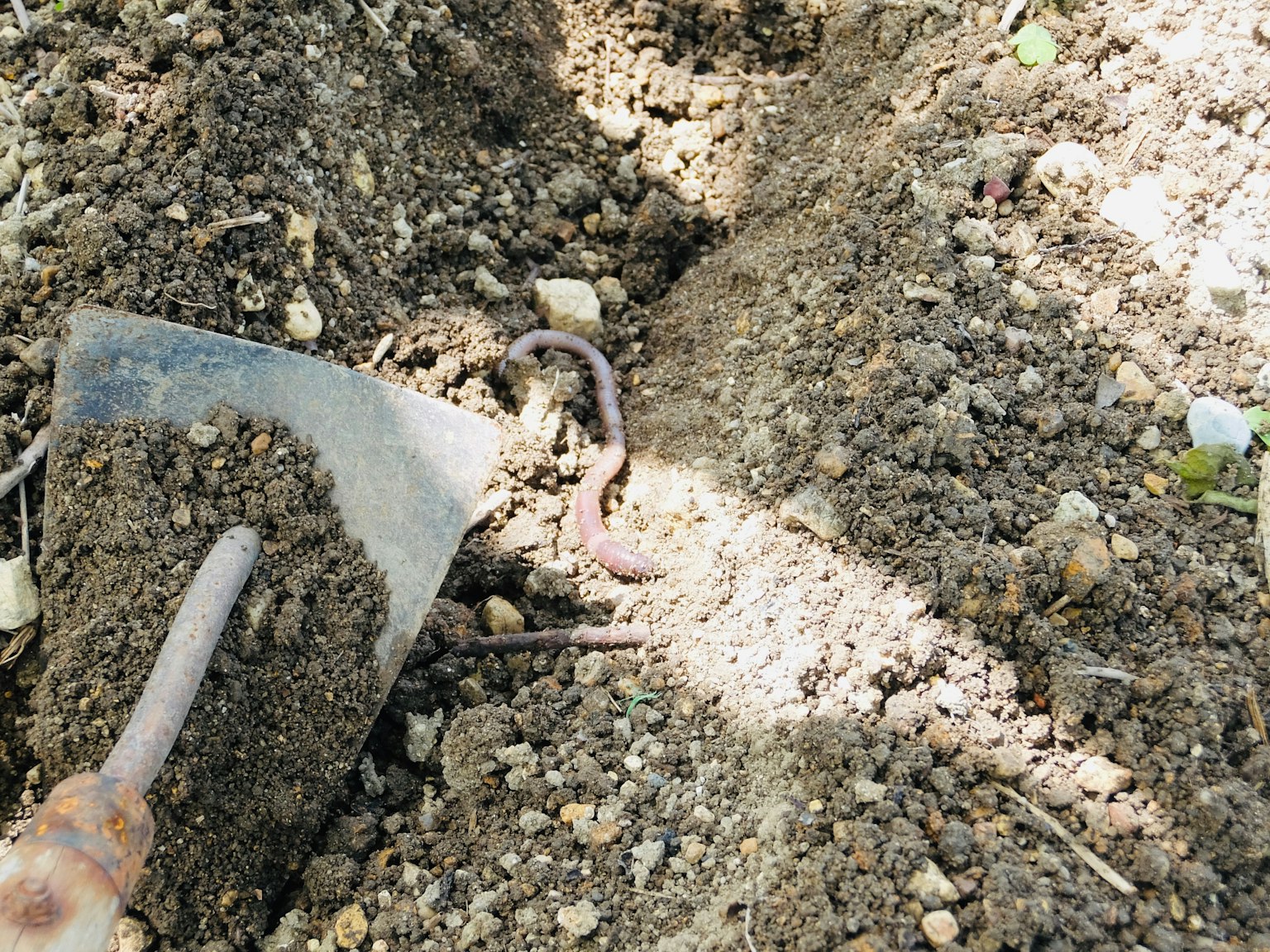 Immagine di un verme nel terreno con una pala