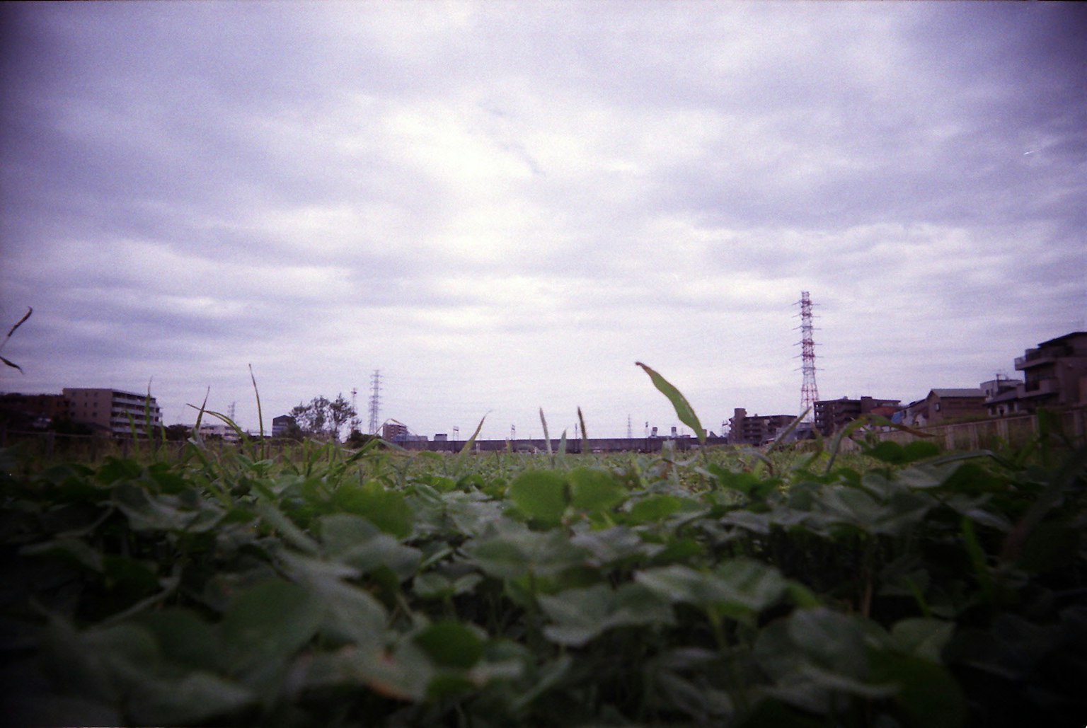 Primer plano de plantas verdes con un cielo nublado de fondo