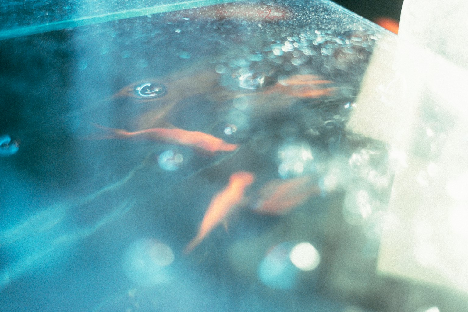 清澈水族箱中游动的金鱼照片，伴有气泡