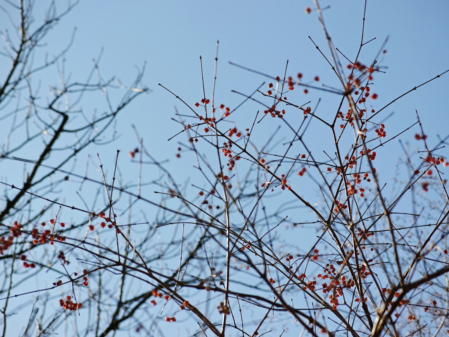 Close-up cabang pohon dengan buah merah di latar belakang langit biru