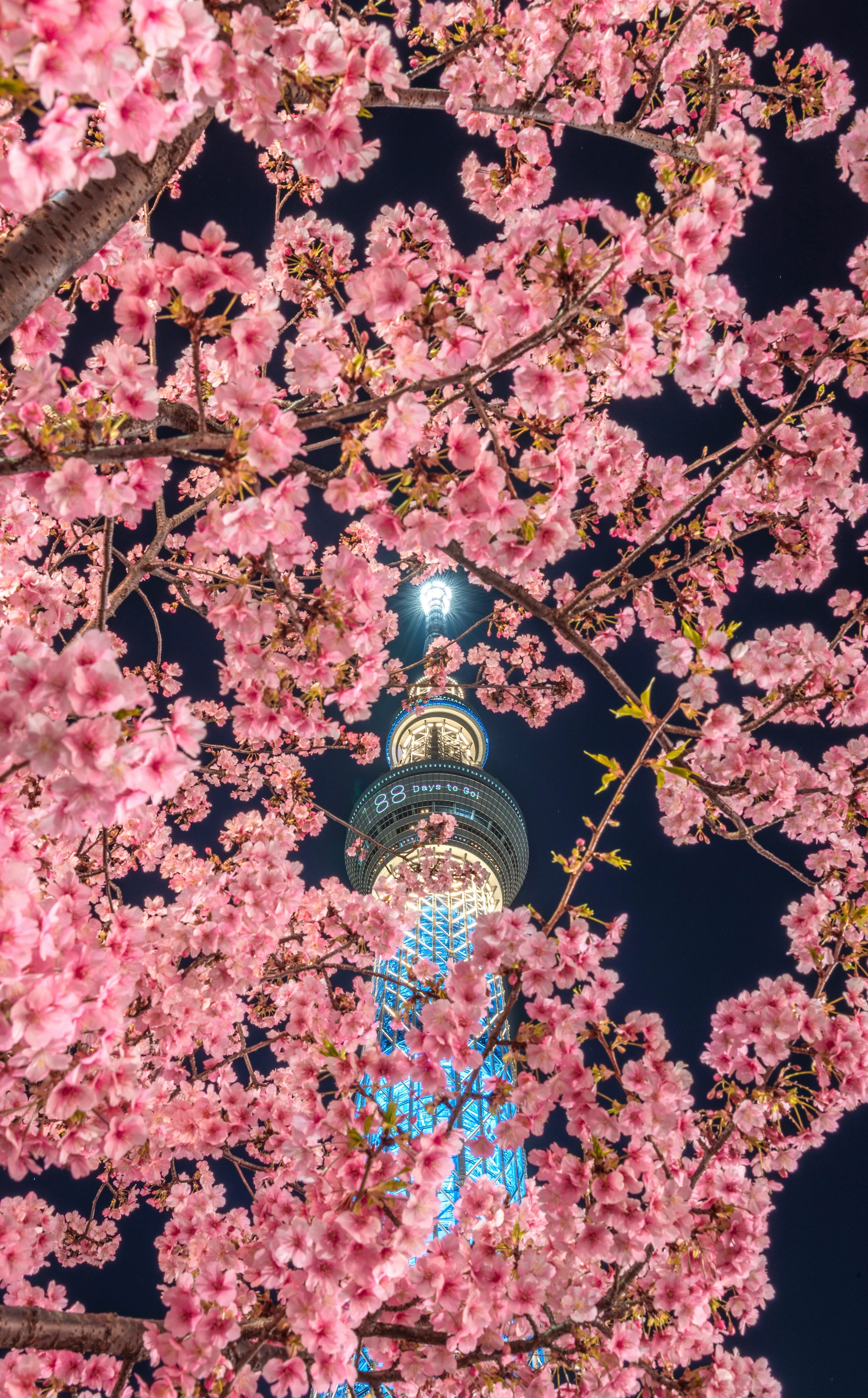 Cherry blossoms on branches against a night sky