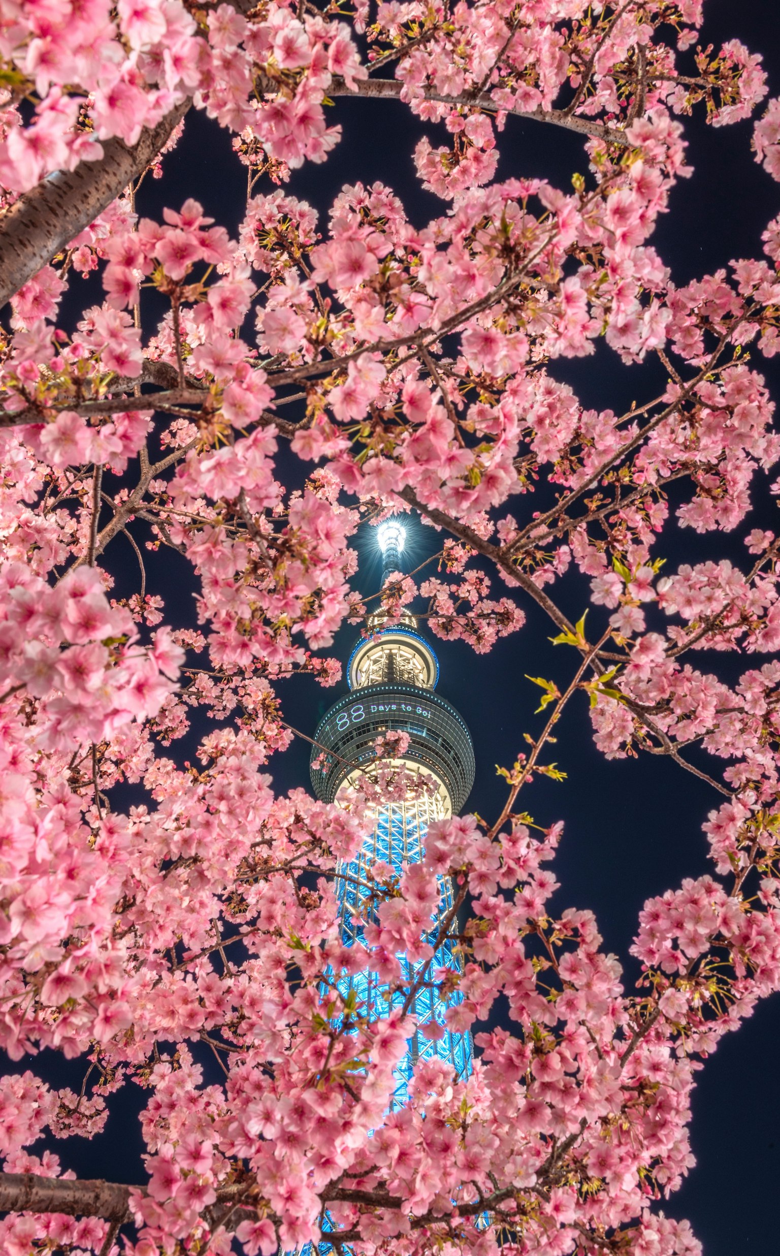Vista bellissima della Tokyo Skytree circondata da fiori di ciliegio di notte