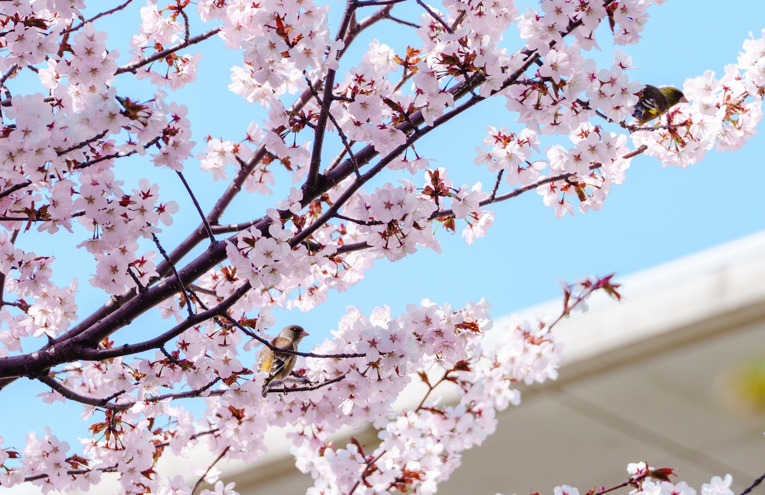 Birds perched on cherry blossom branches against a blue sky