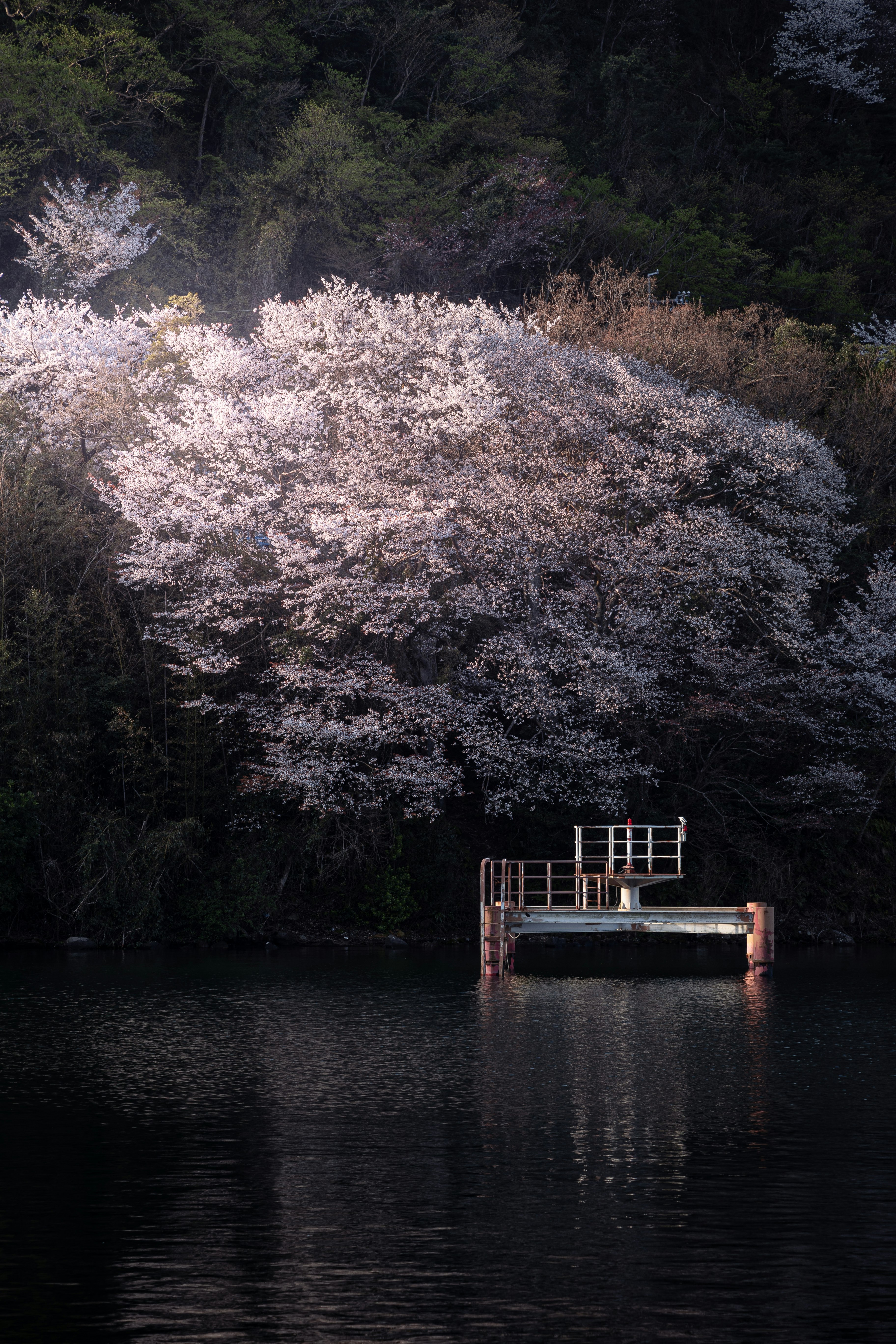 湖面に浮かぶ小舟と満開の桜並木