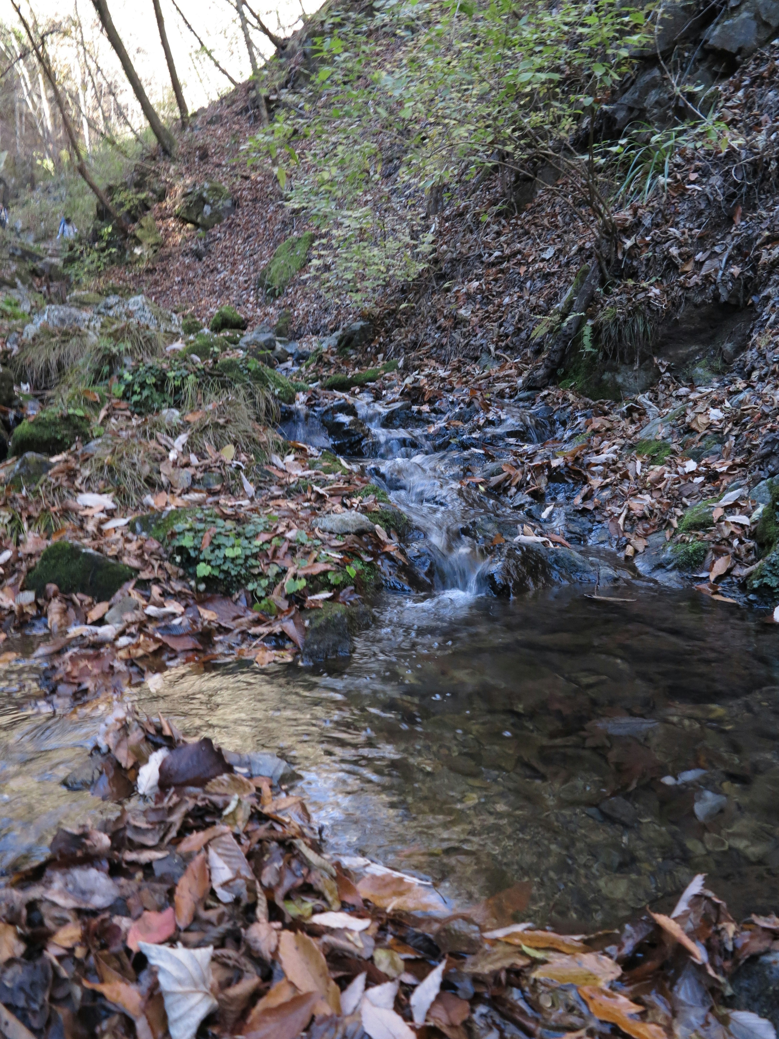 paisaje natural en ladera de montaña con un pequeño arroyo entre hojas caídas