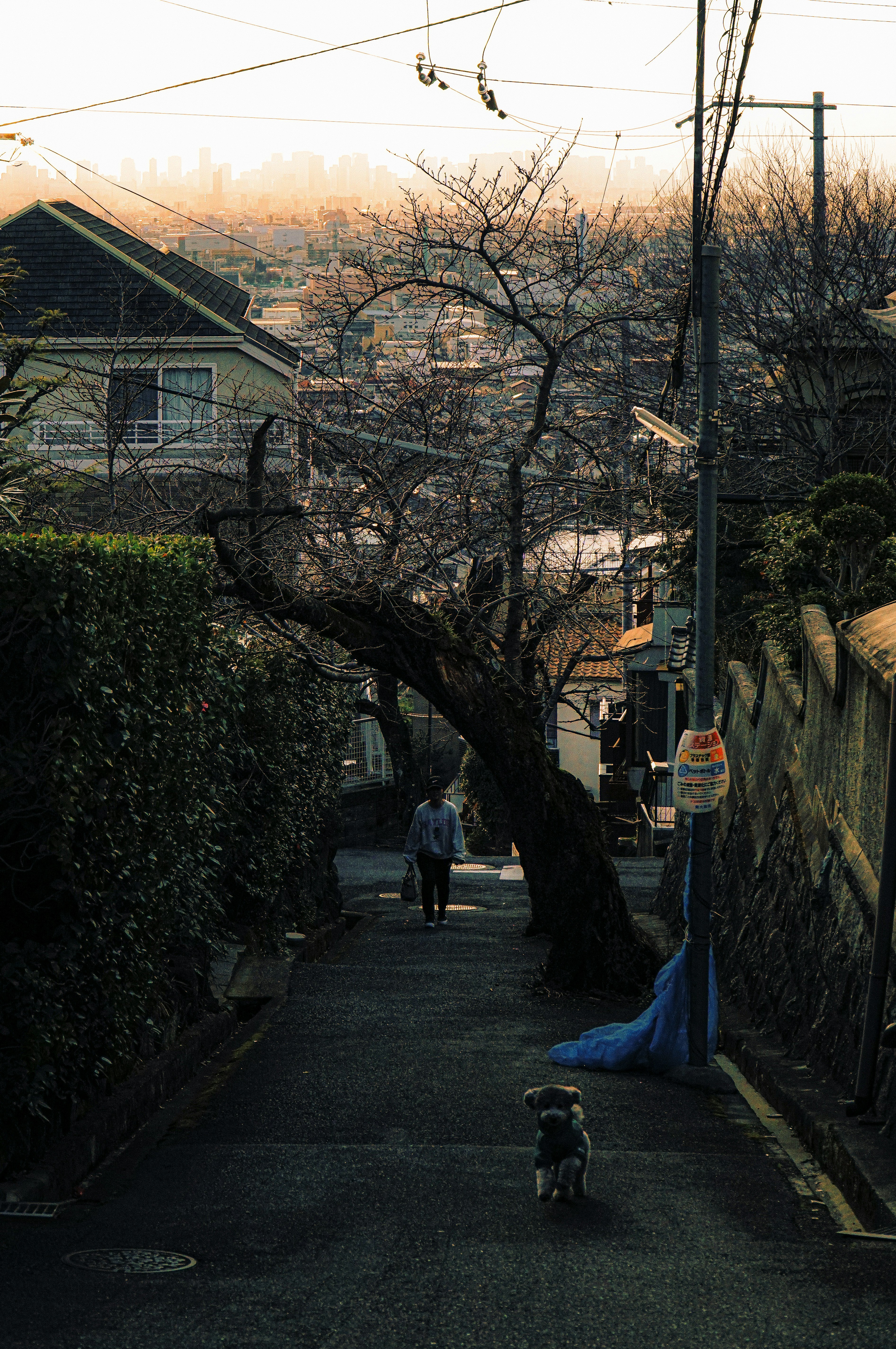 桜の木がある静かな坂道に犬と人が歩いている風景