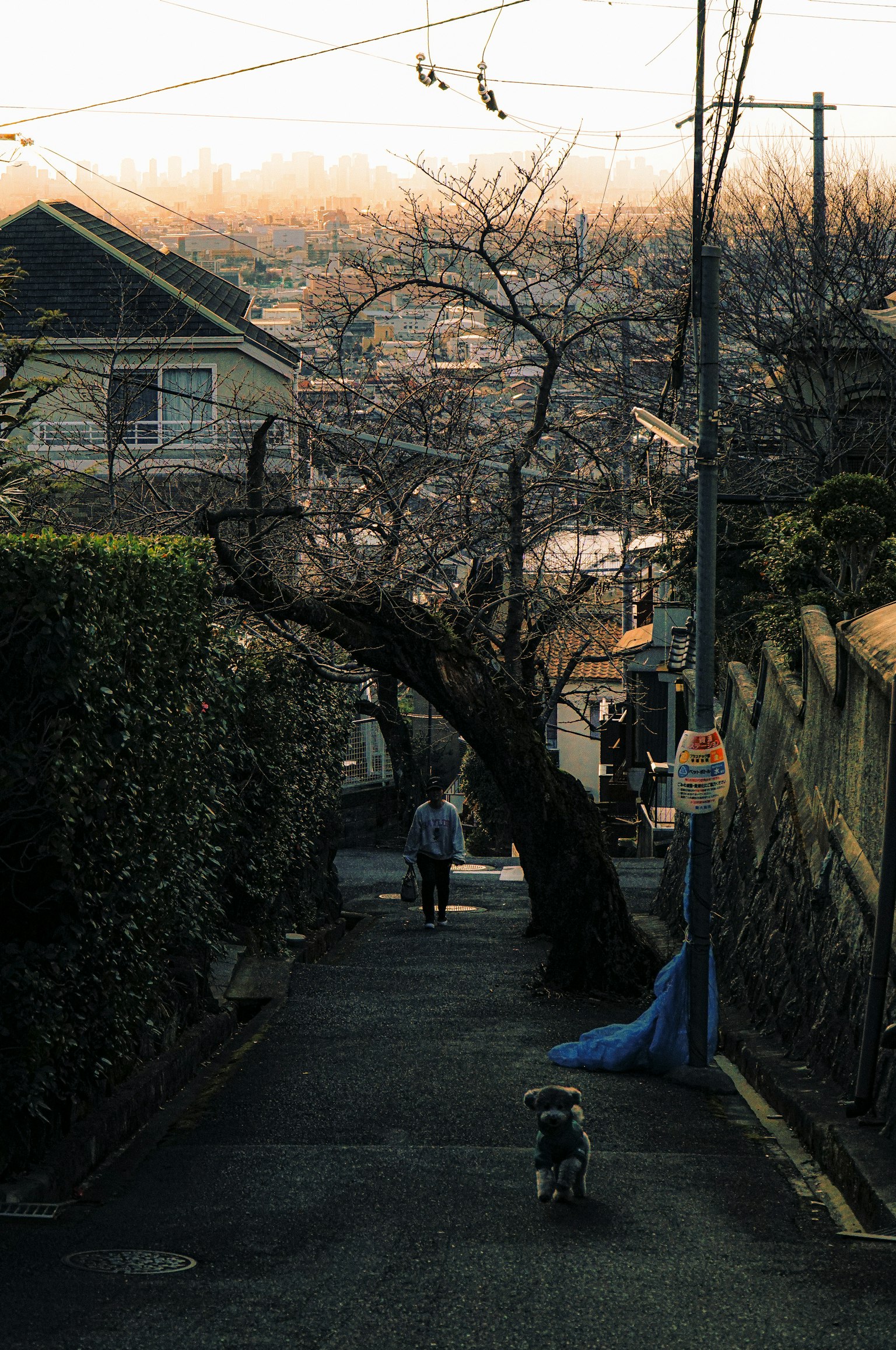 A serene sloped street with a cherry blossom tree and a person walking a dog