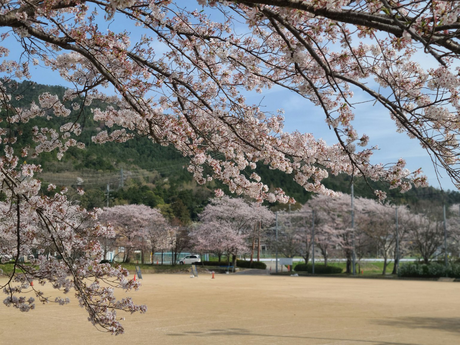 櫻花盛開的公園景色 背景是綠色的山和藍天