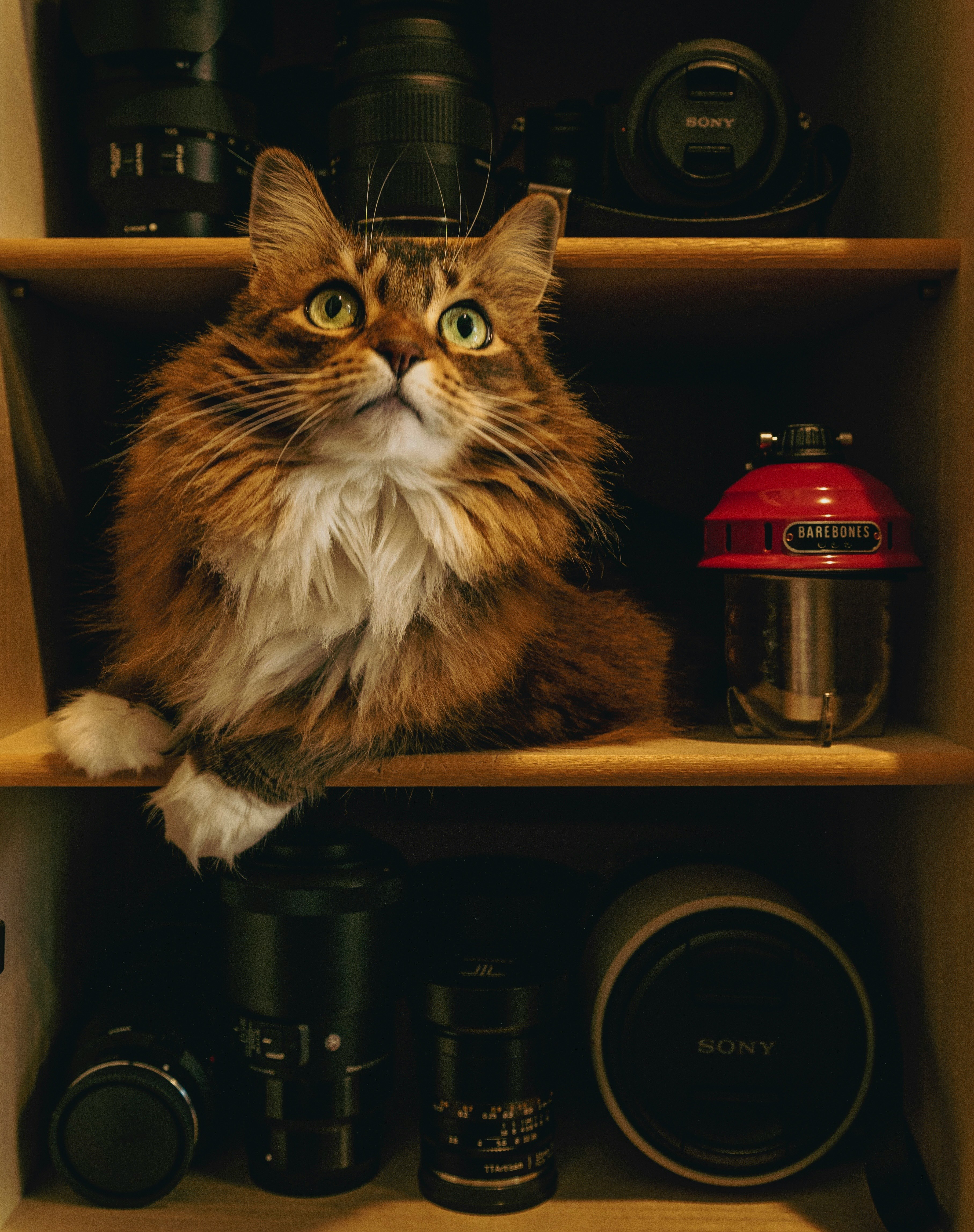 猫坐在置物架上的相机之间