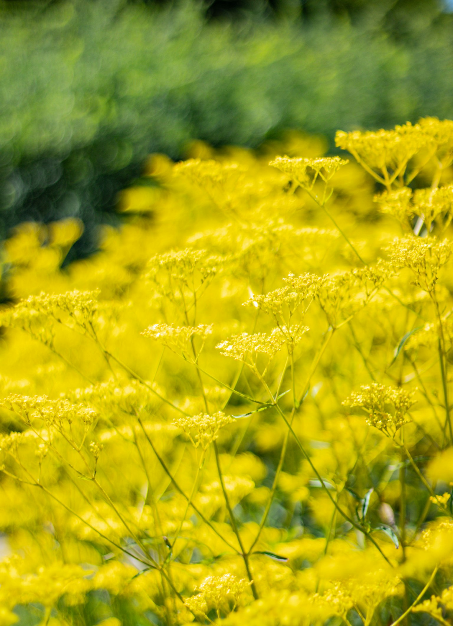 Campo di fiori gialli vibranti in fiore