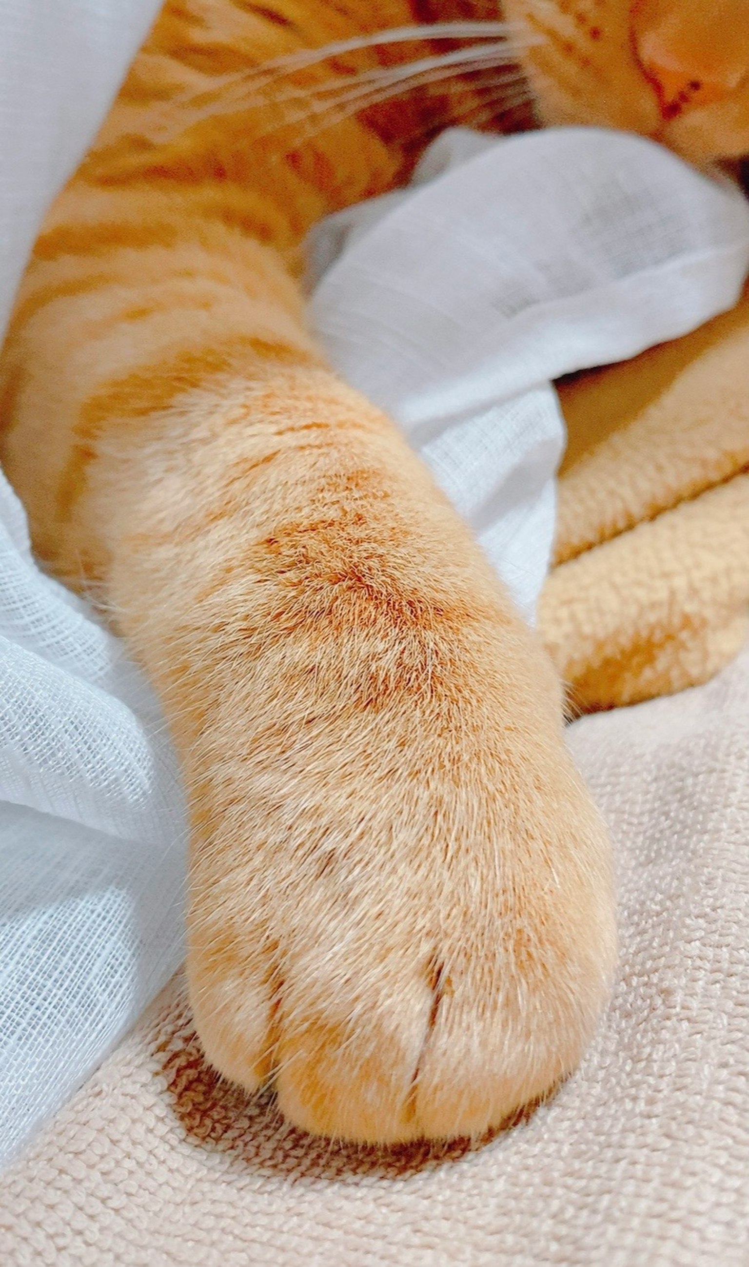 Gros plan sur la patte d'un chat orange reposant sur un tissu blanc