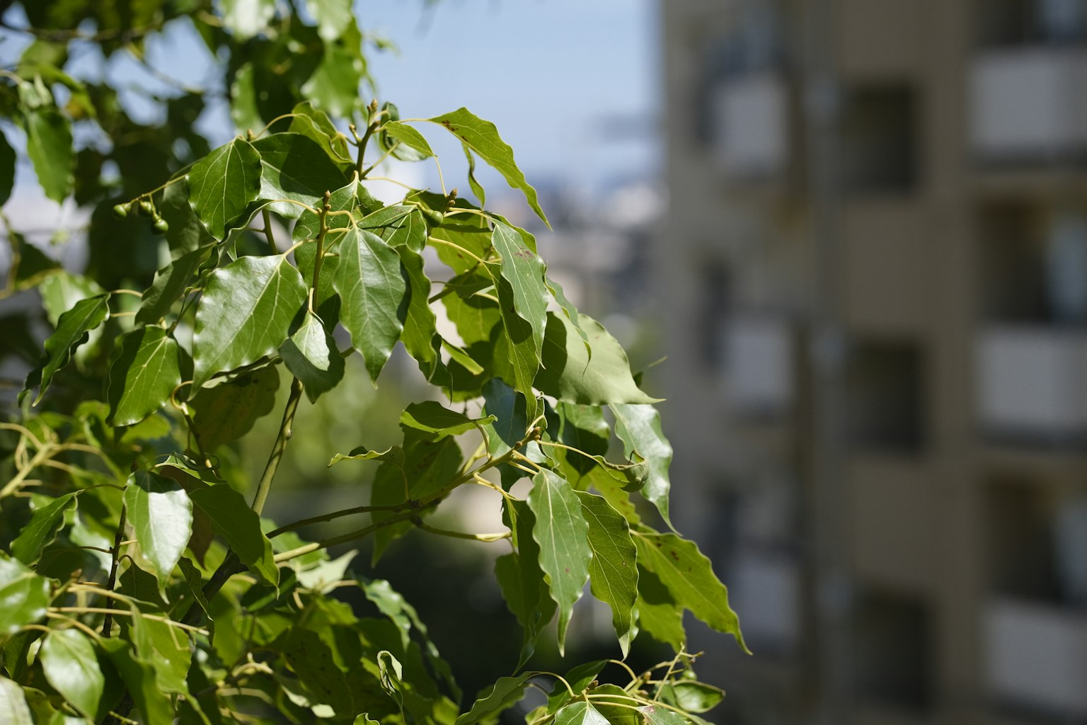 Gros plan sur des feuilles vertes avec un bâtiment flou en arrière-plan