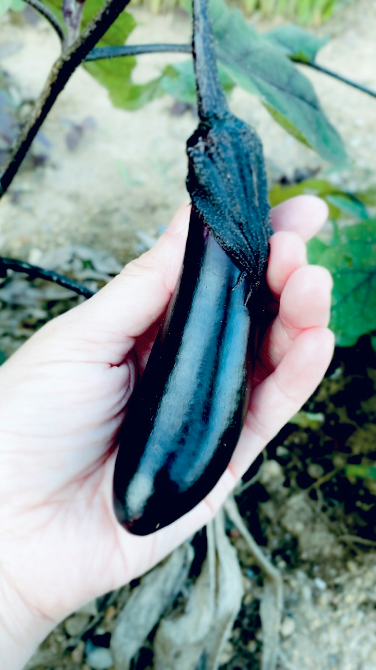 มือถือมะเขือม่วงสดกับพื้นหลังเบลอ