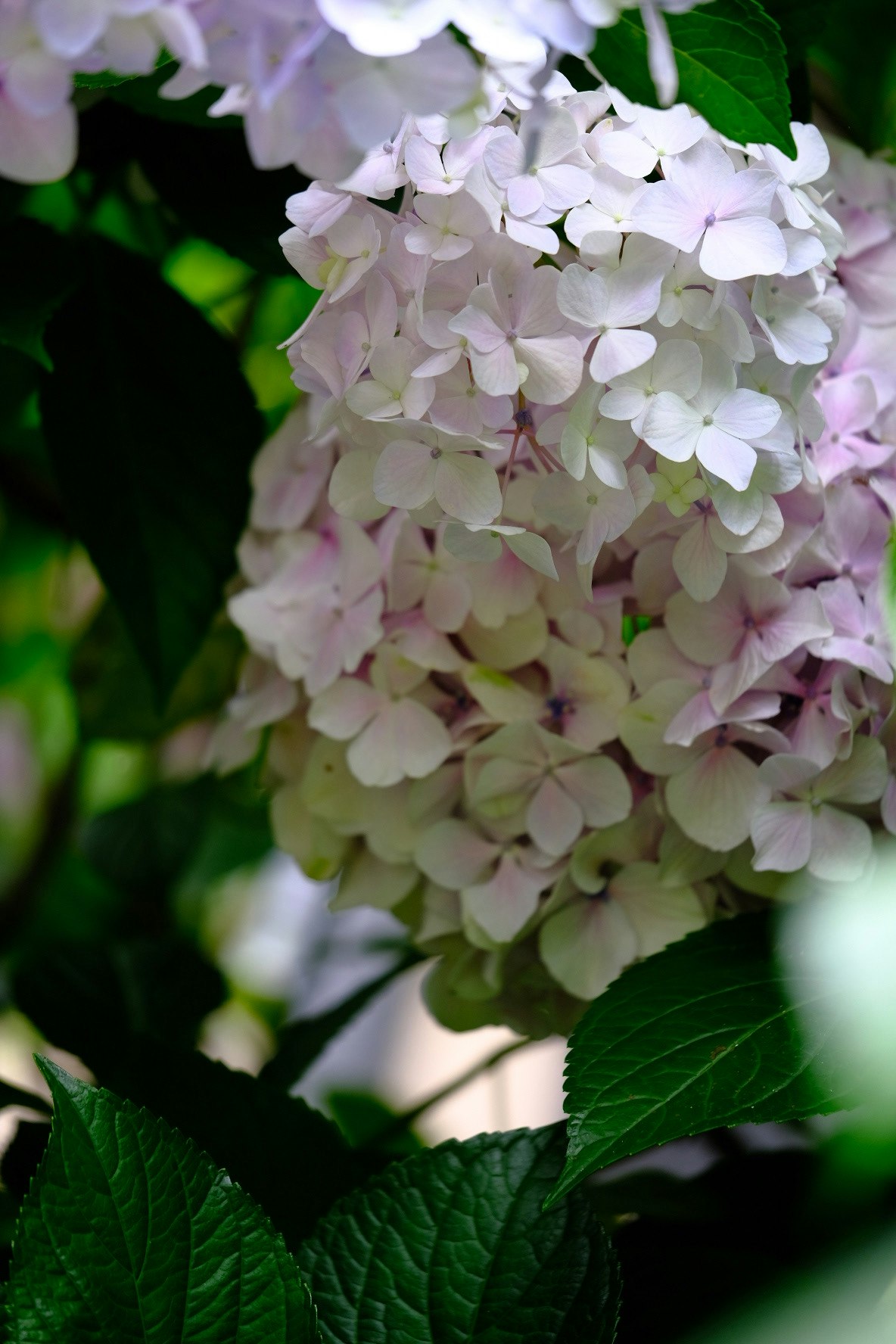 紫陽花の白い花と青紫の花房、葉のクローズアップ